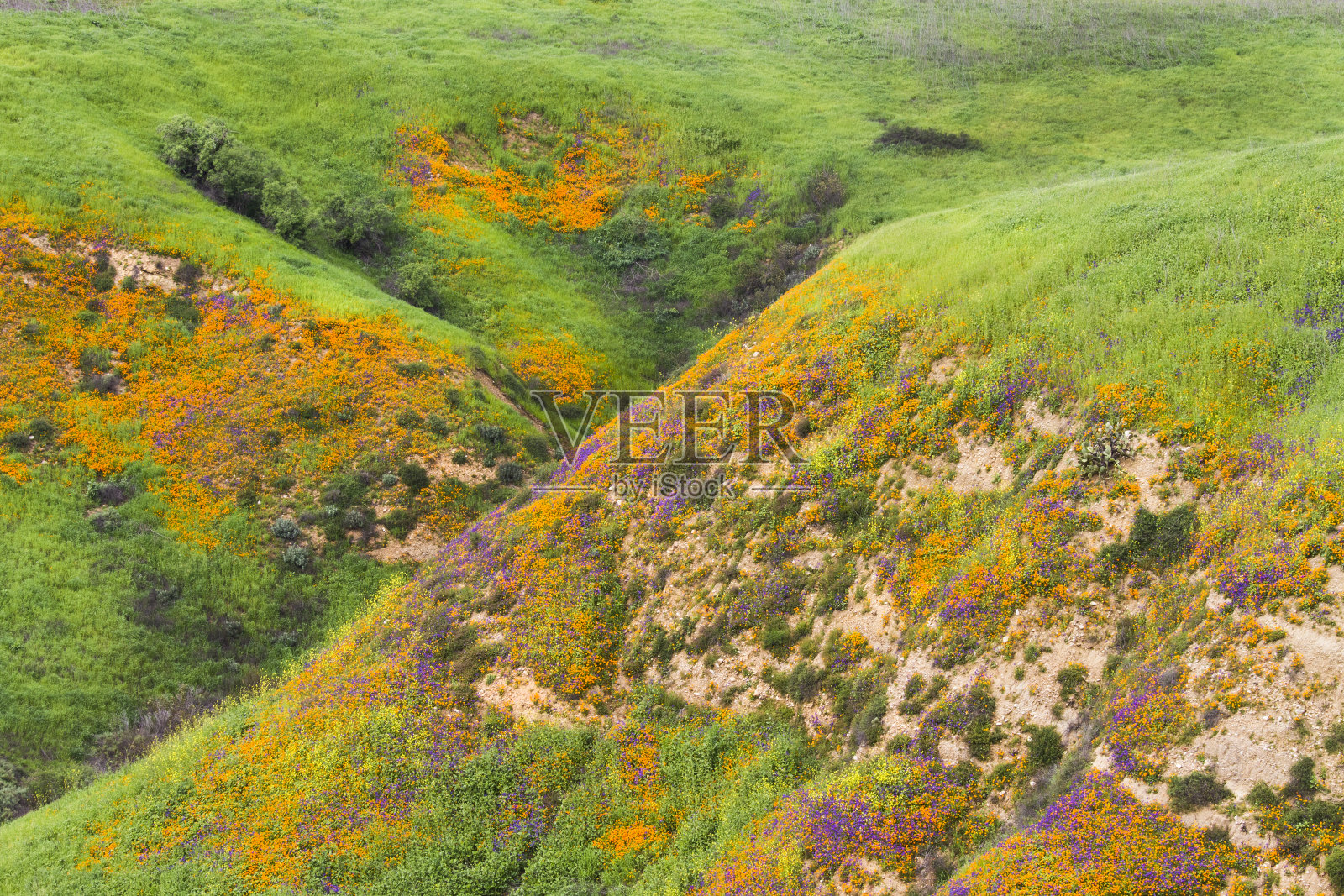 山坡上的罂粟花照片摄影图片