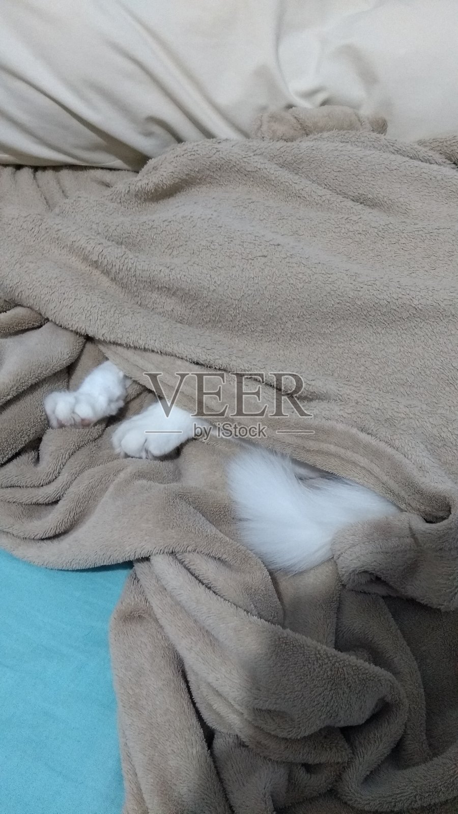 土耳其安哥拉猫照片摄影图片