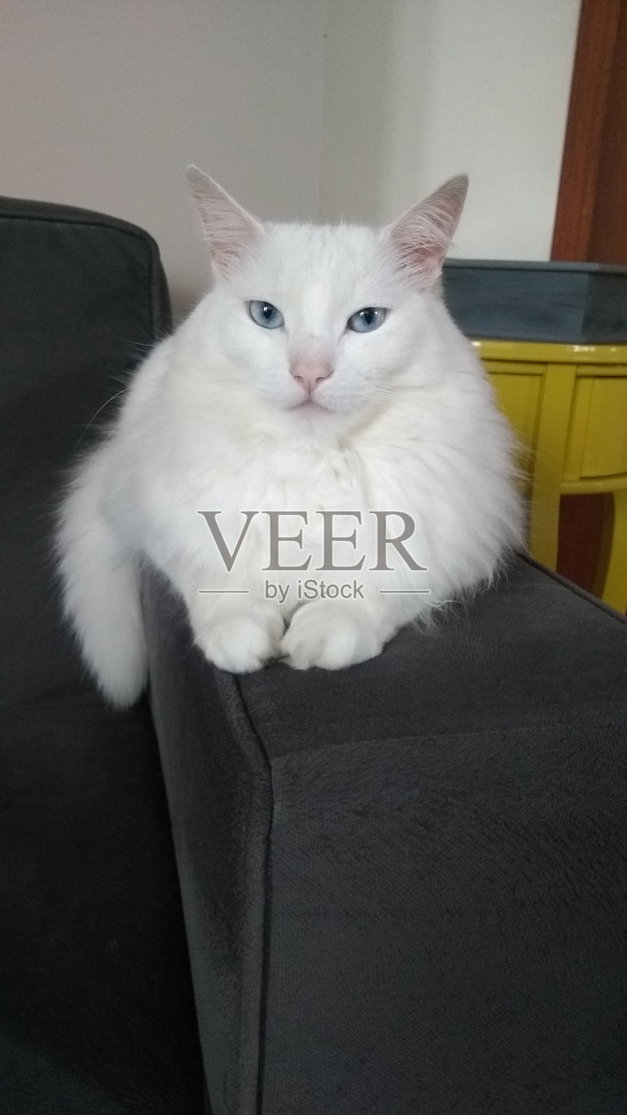 土耳其安哥拉猫照片摄影图片