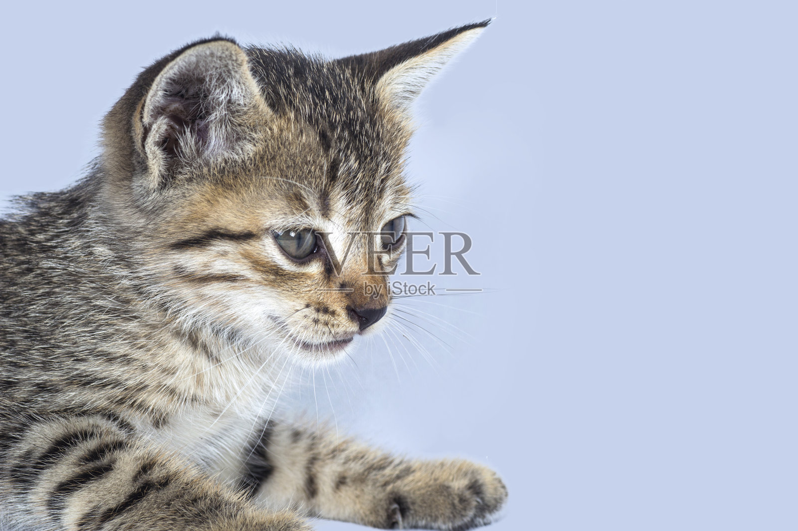 白色背景上的灰色条纹小猫照片摄影图片