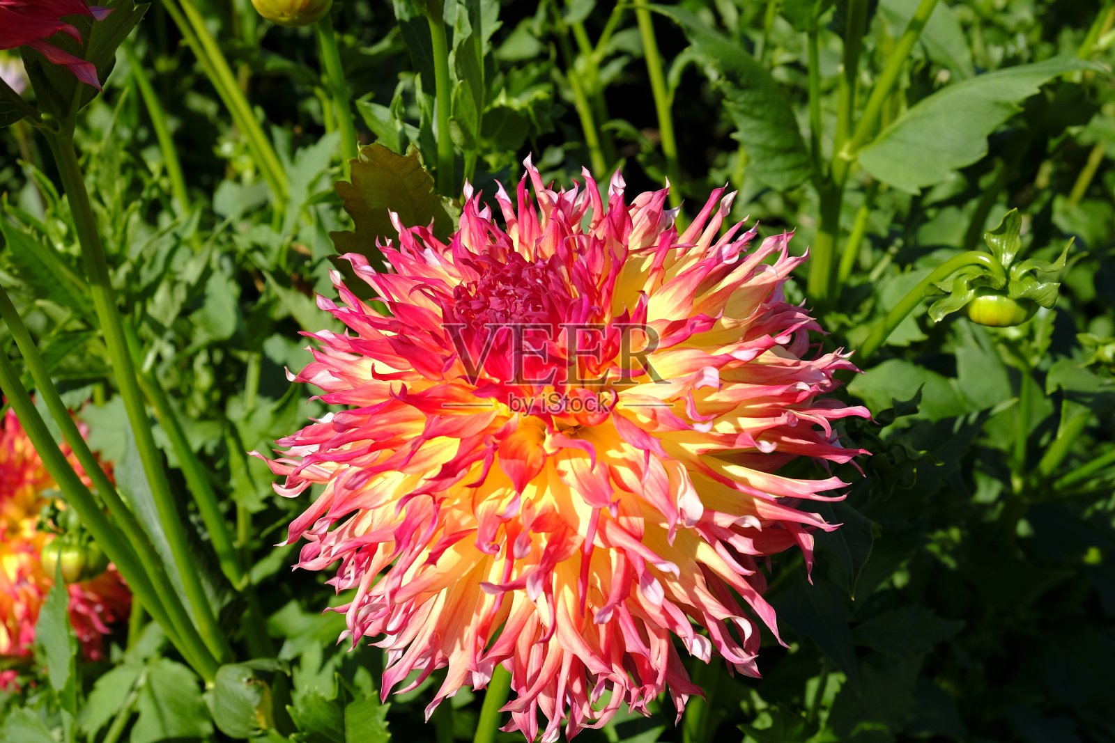 大丽花照片摄影图片