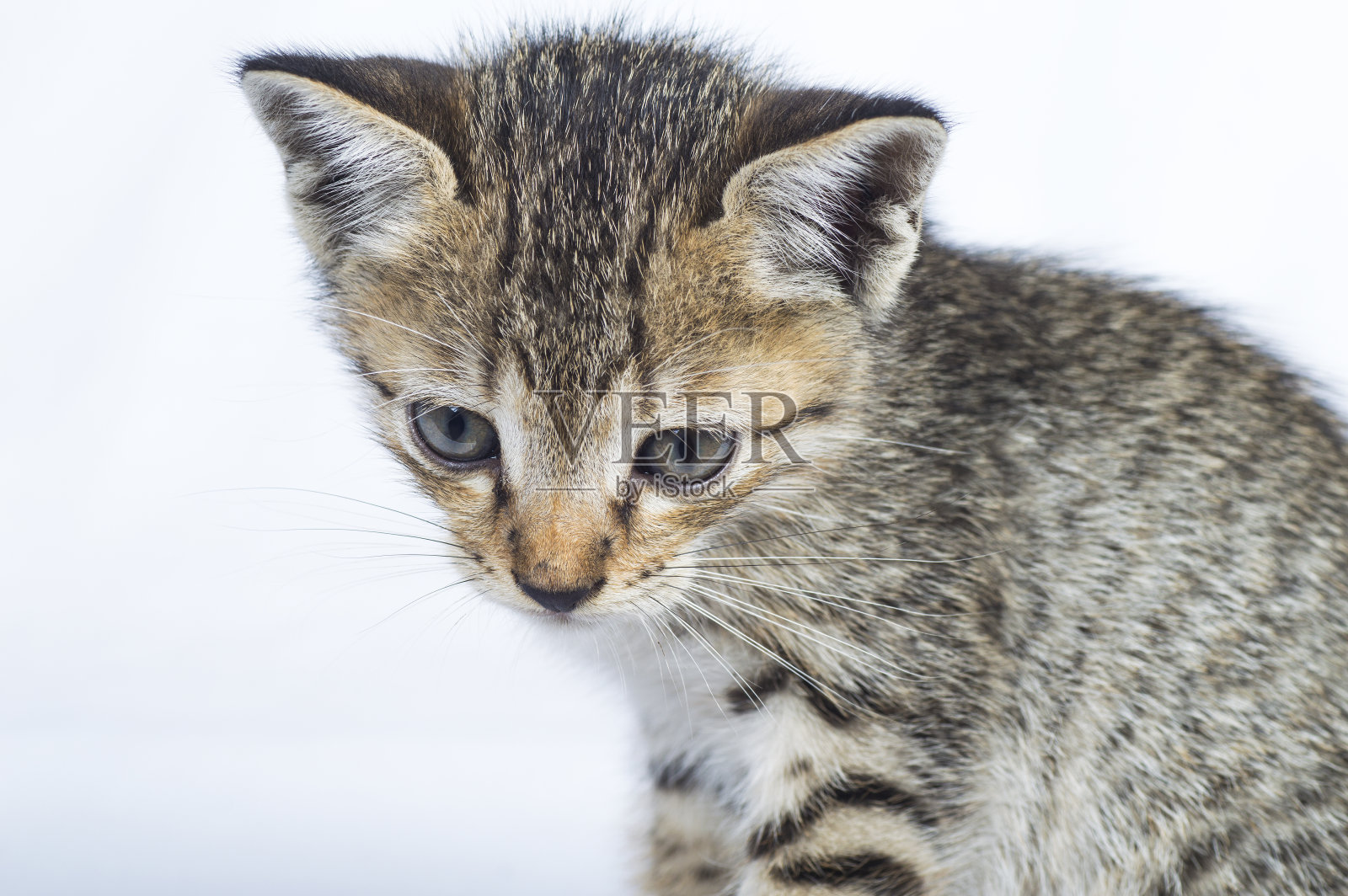 白色背景上的灰色条纹小猫照片摄影图片