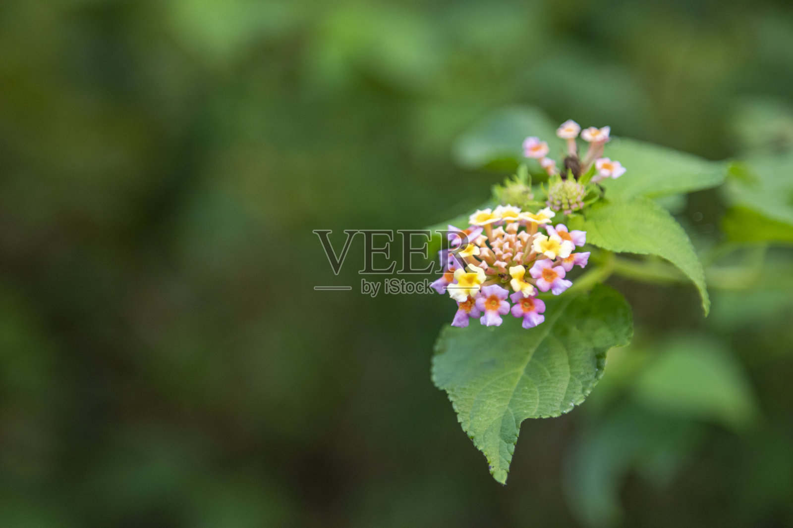 马缨丹娜或西印度马缨丹娜花盛开在花园里照片摄影图片