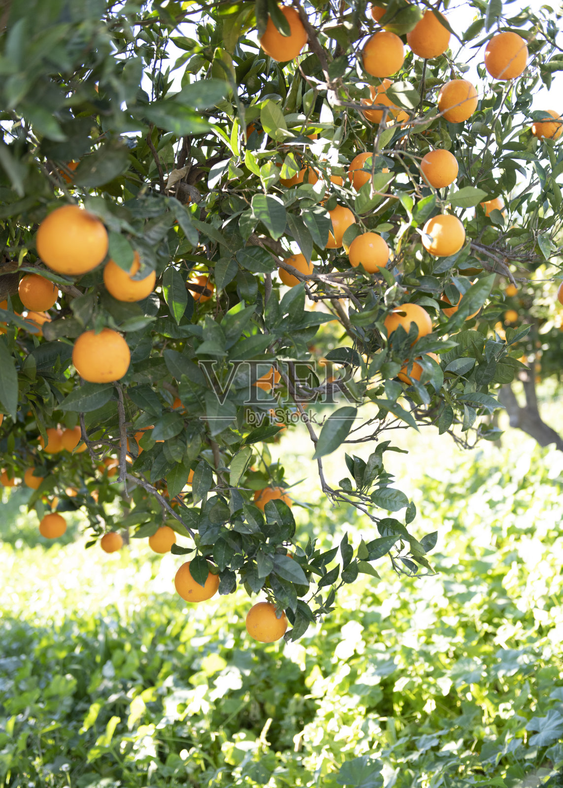 橙树4照片摄影图片