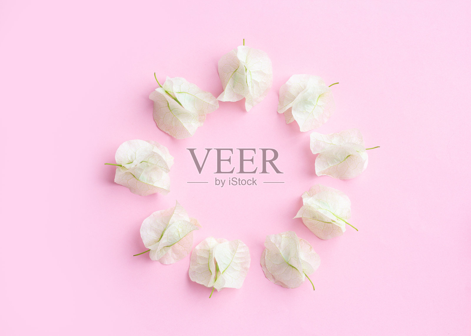 白色的圆圈花，三角梅和叶子在粉红色的背景。情人节,妈妈的一天。平躺照片摄影图片