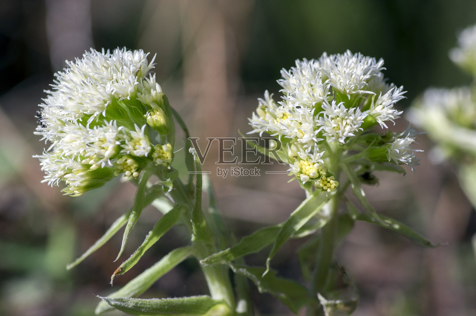 黄斑岩春季森林草本植物，多年生根状植物，开一群白色小花照片摄影图片
