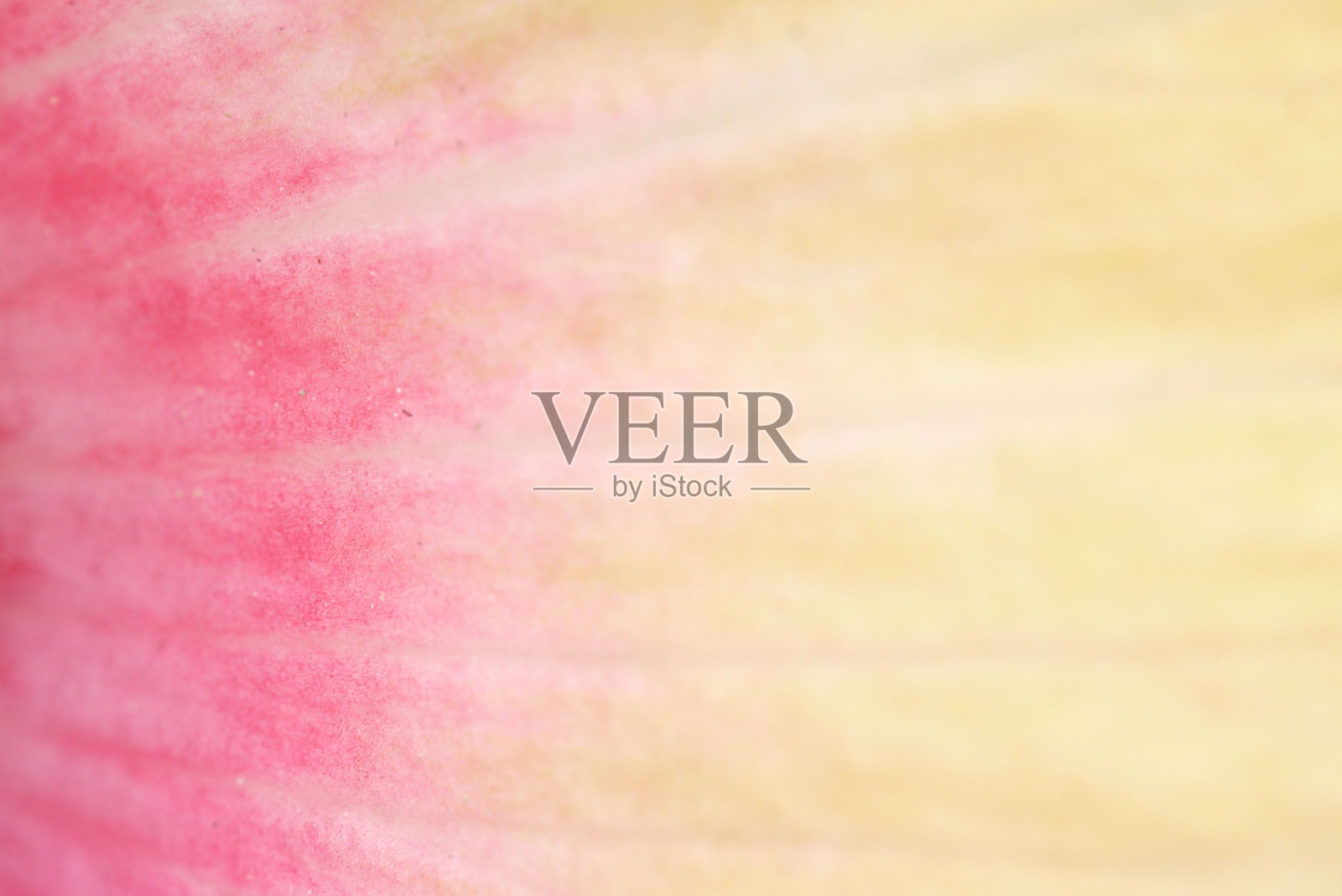 芙蓉彩色花瓣微距背景摄影照片摄影图片