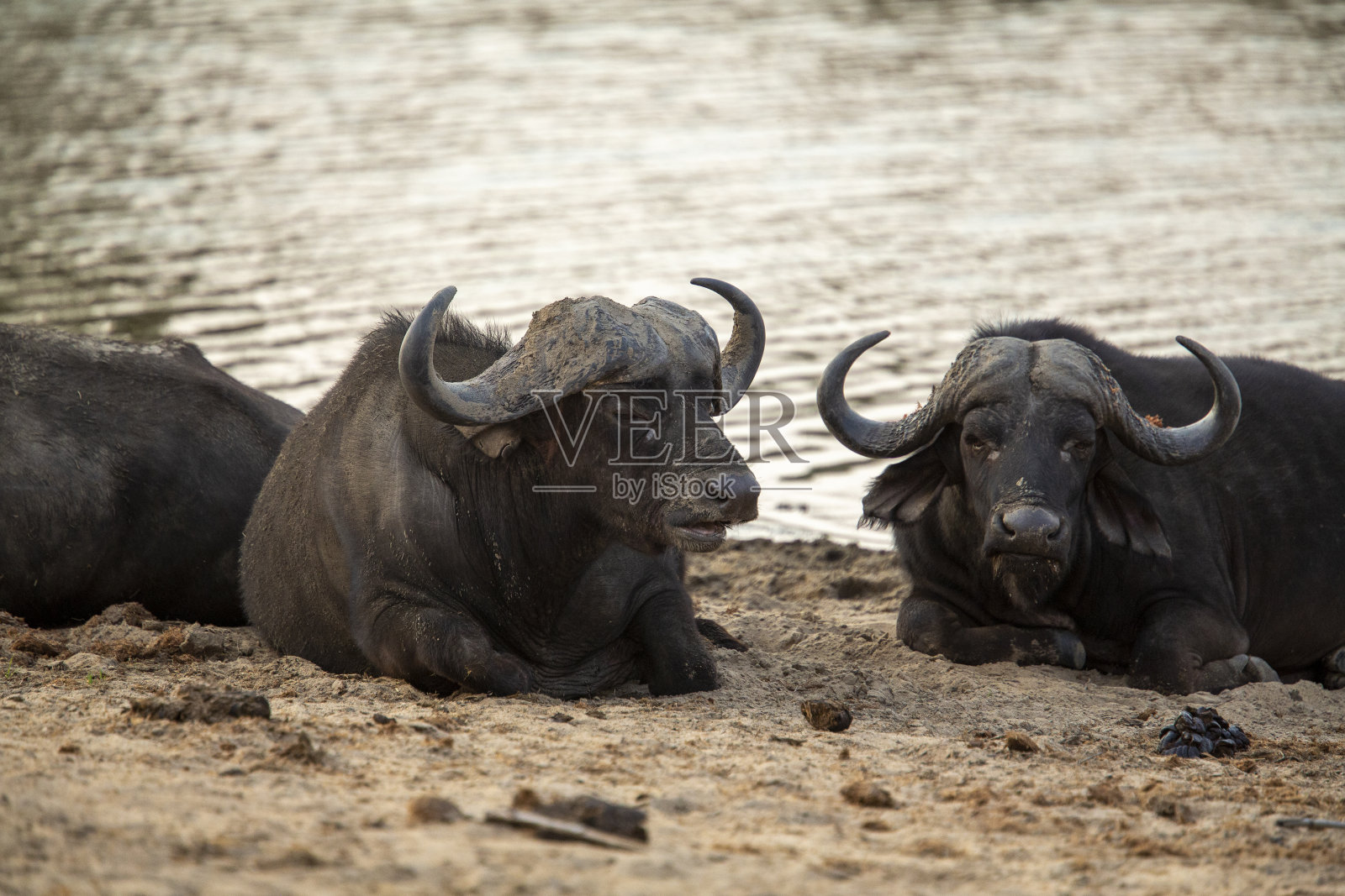 好望角野牛照片摄影图片