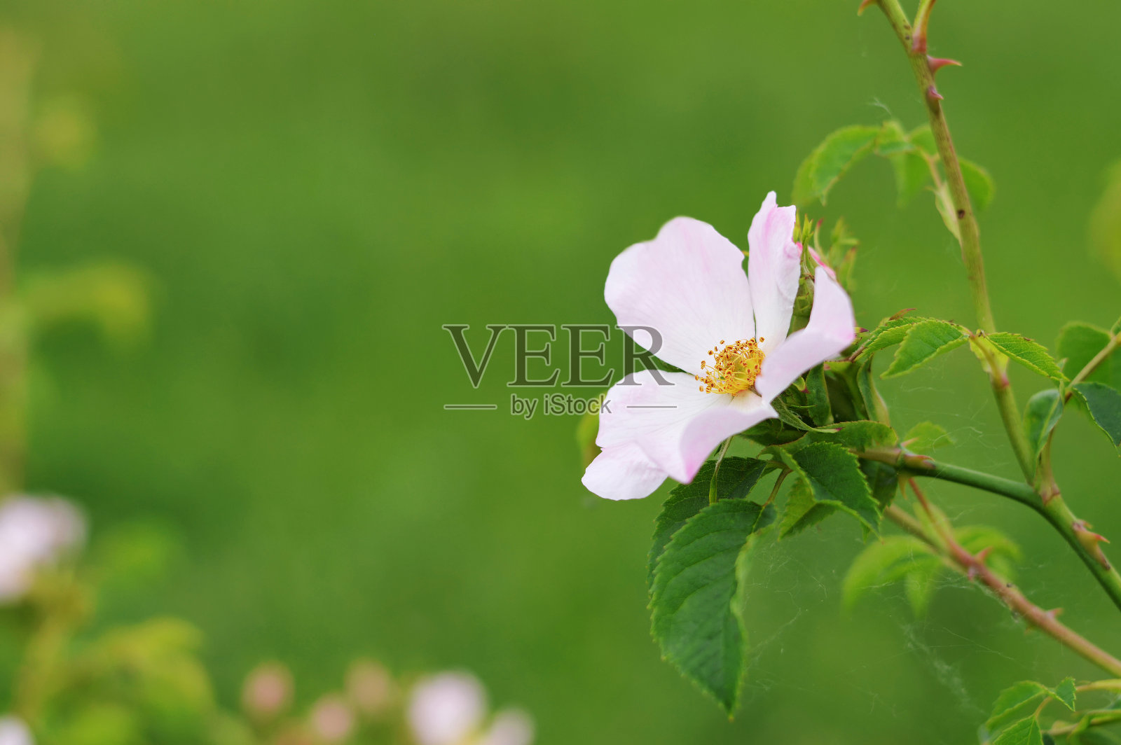 狗玫瑰花在地里生长照片摄影图片