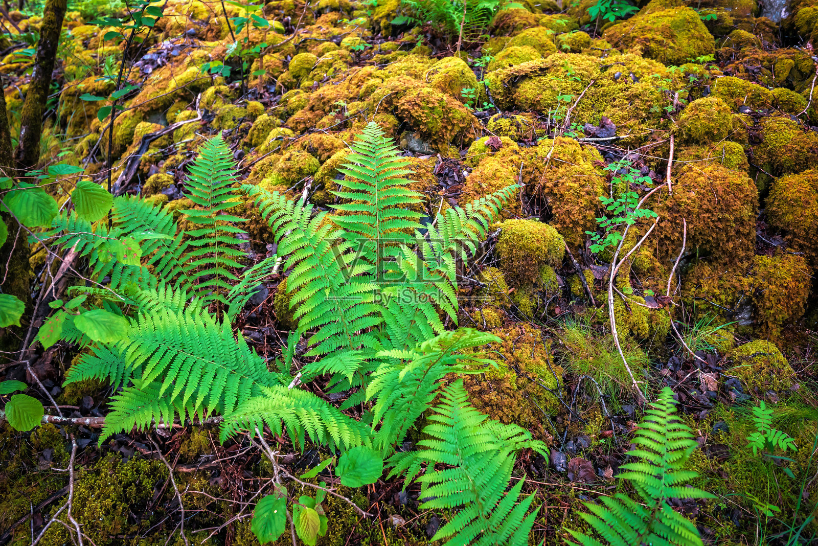 森林中茂密的蕨类和苔藓照片摄影图片