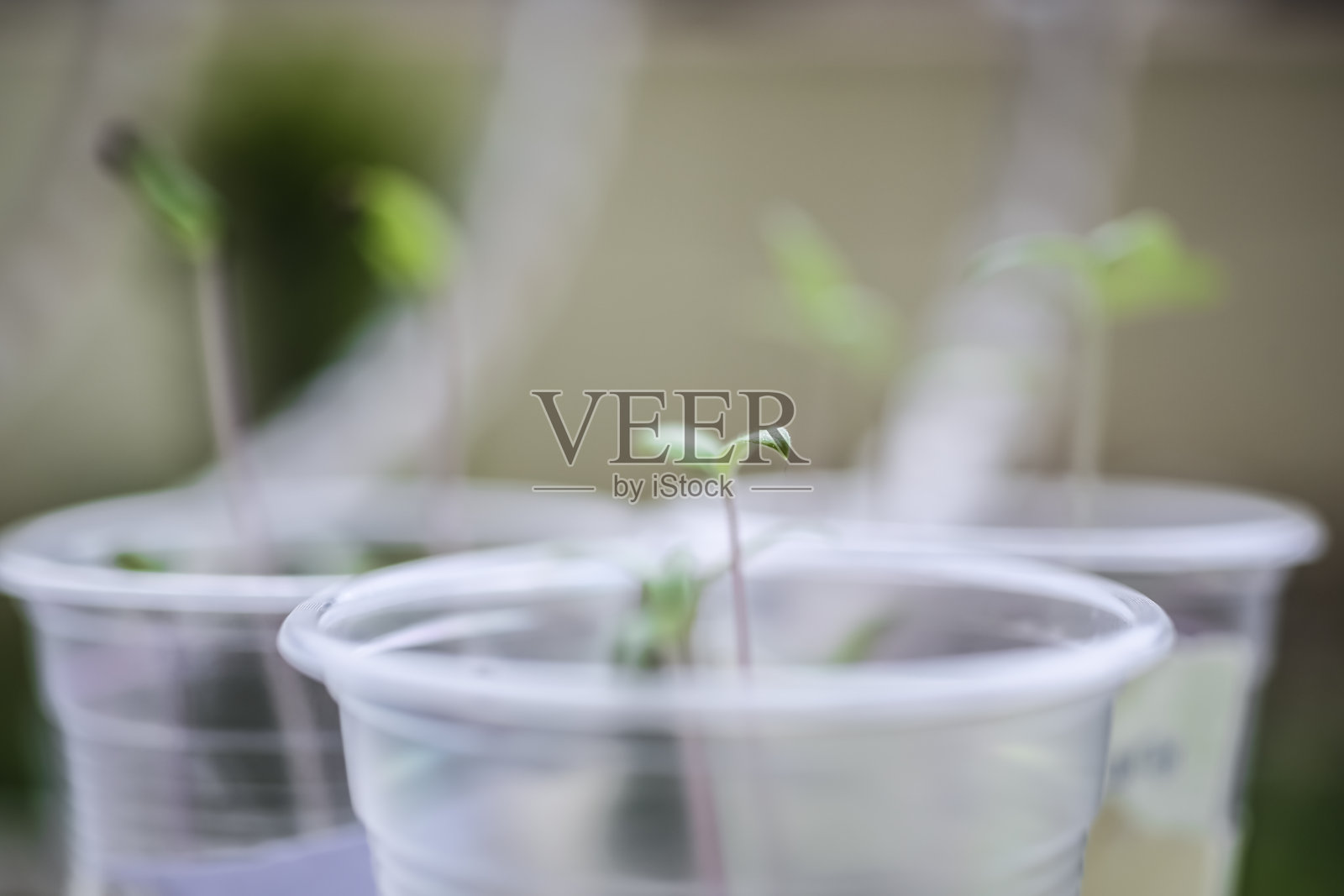 植物在培养罐中发芽照片摄影图片