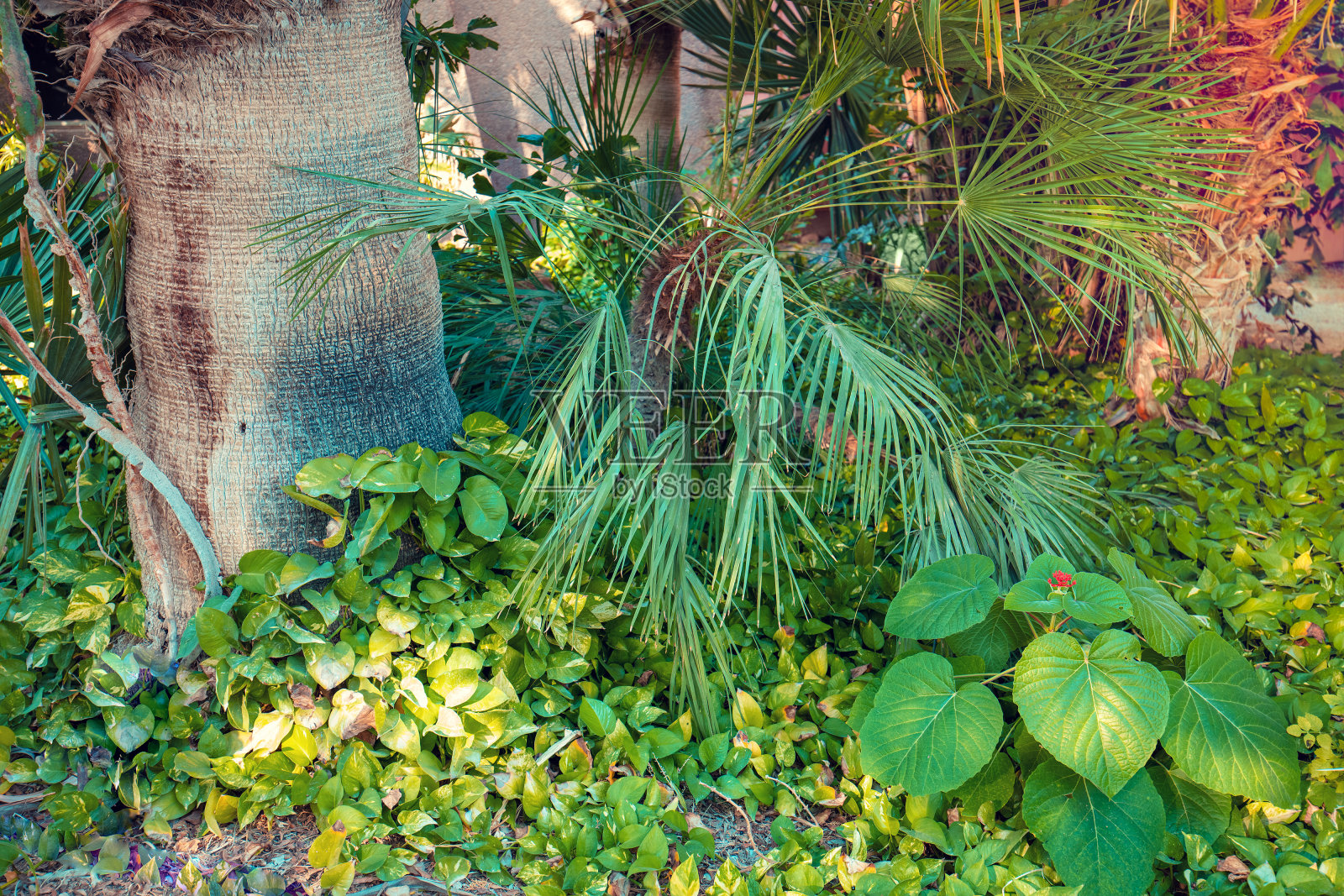 绿色自然背景：热带树木景观，热带雨林照片摄影图片