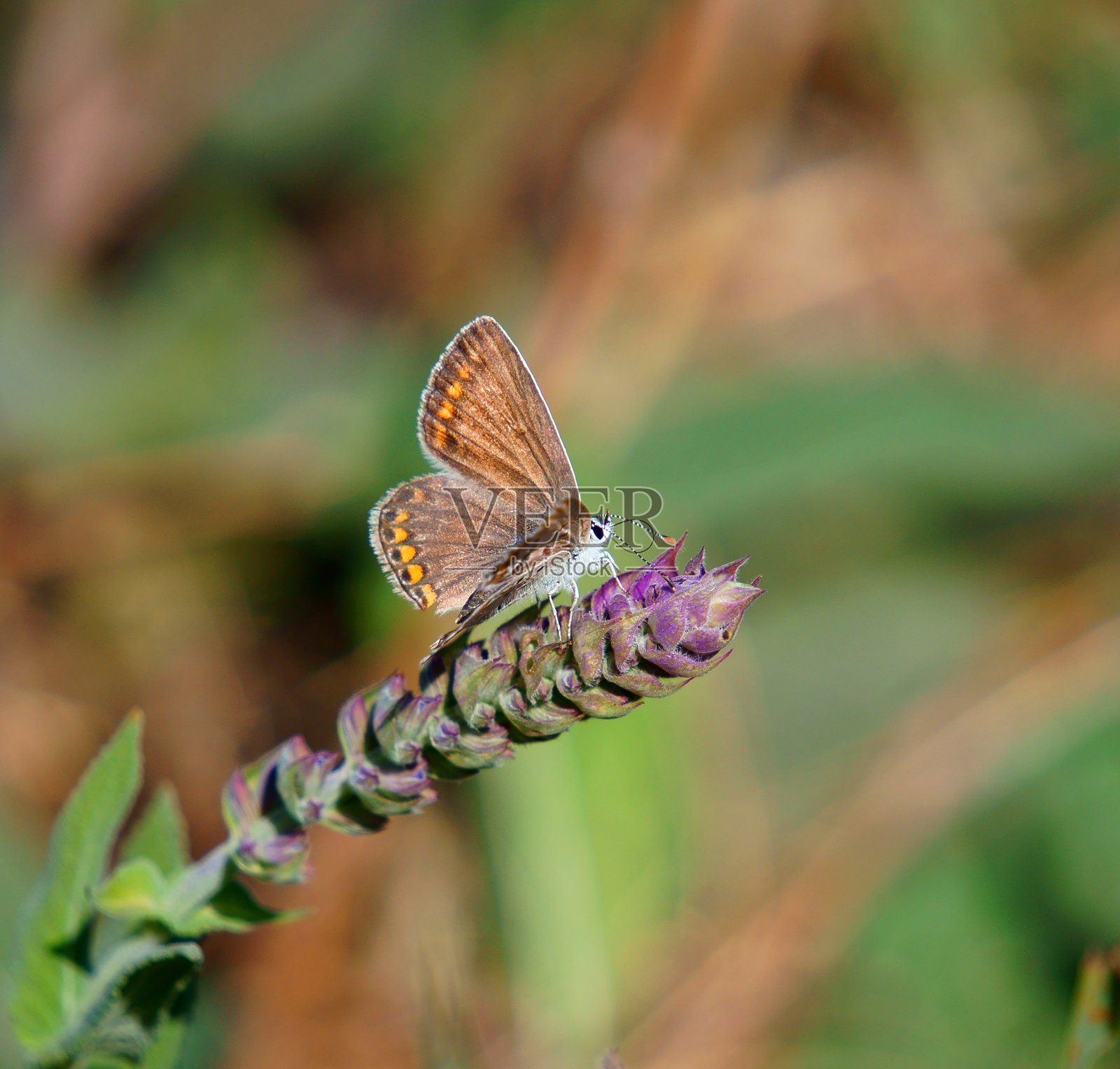 大自然中美丽的蝴蝶照片。美丽的野花和绿草。照片摄影图片