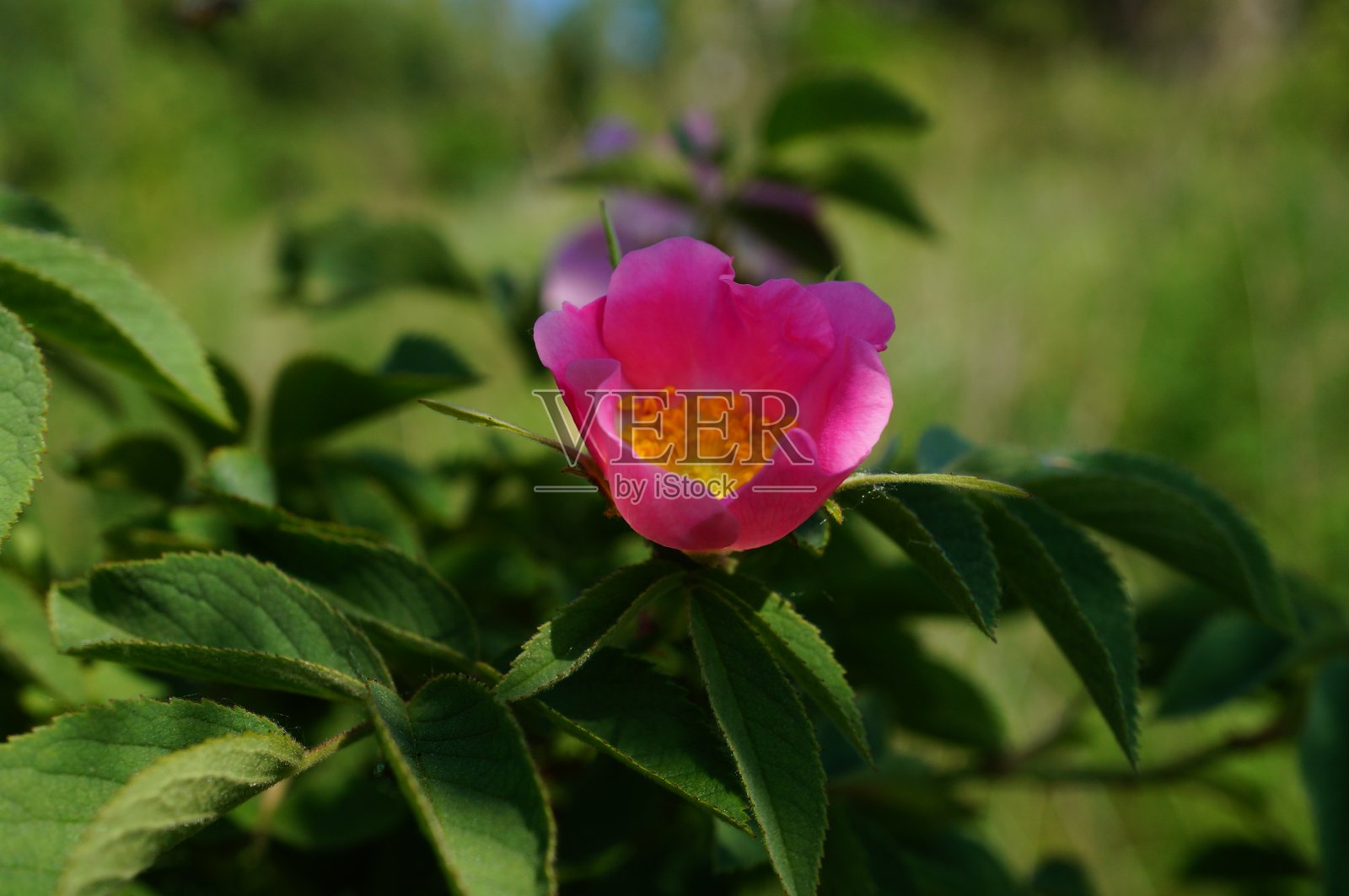 美丽的夏日野花照片。照片摄影图片