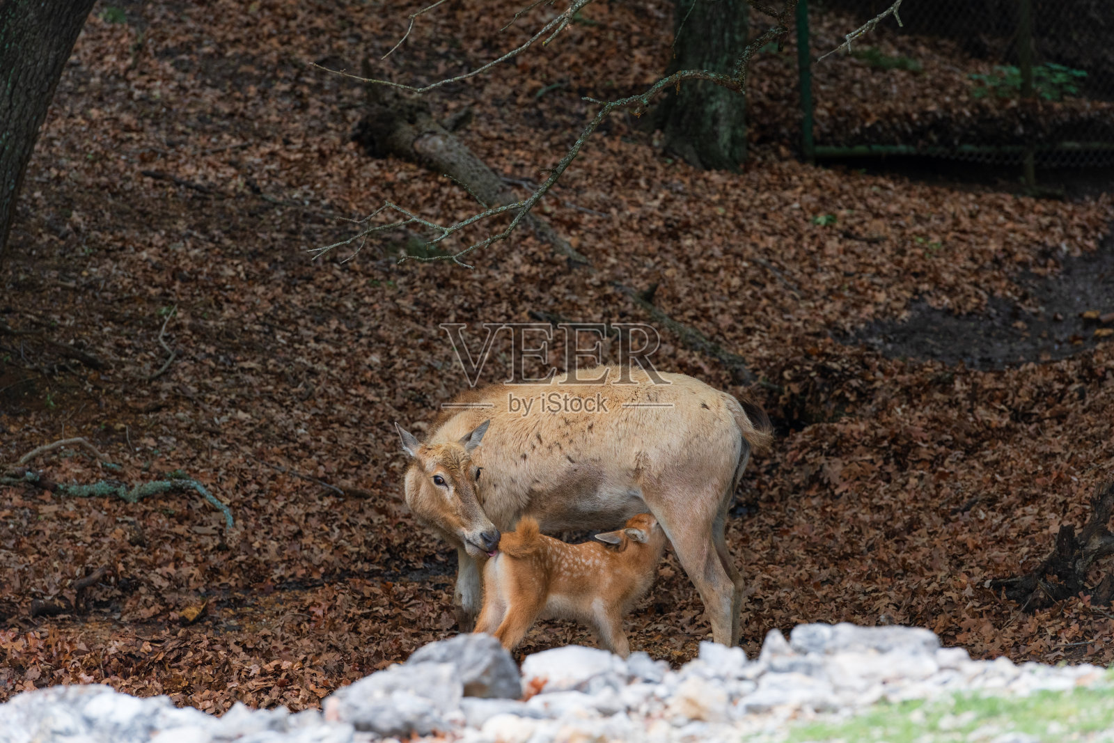 母鹿和小鹿照片摄影图片