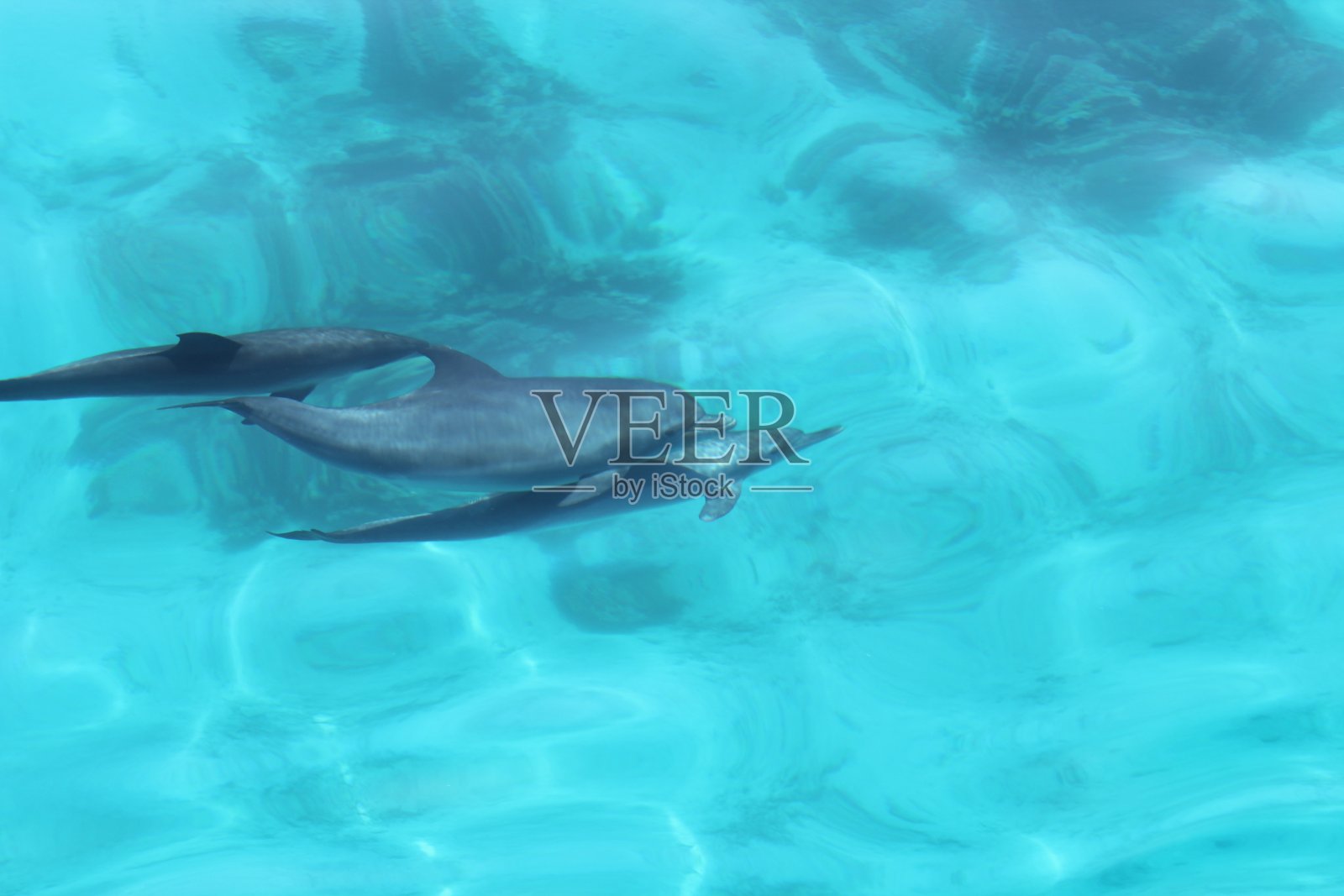 海豚一家在埃及海玩耍照片摄影图片