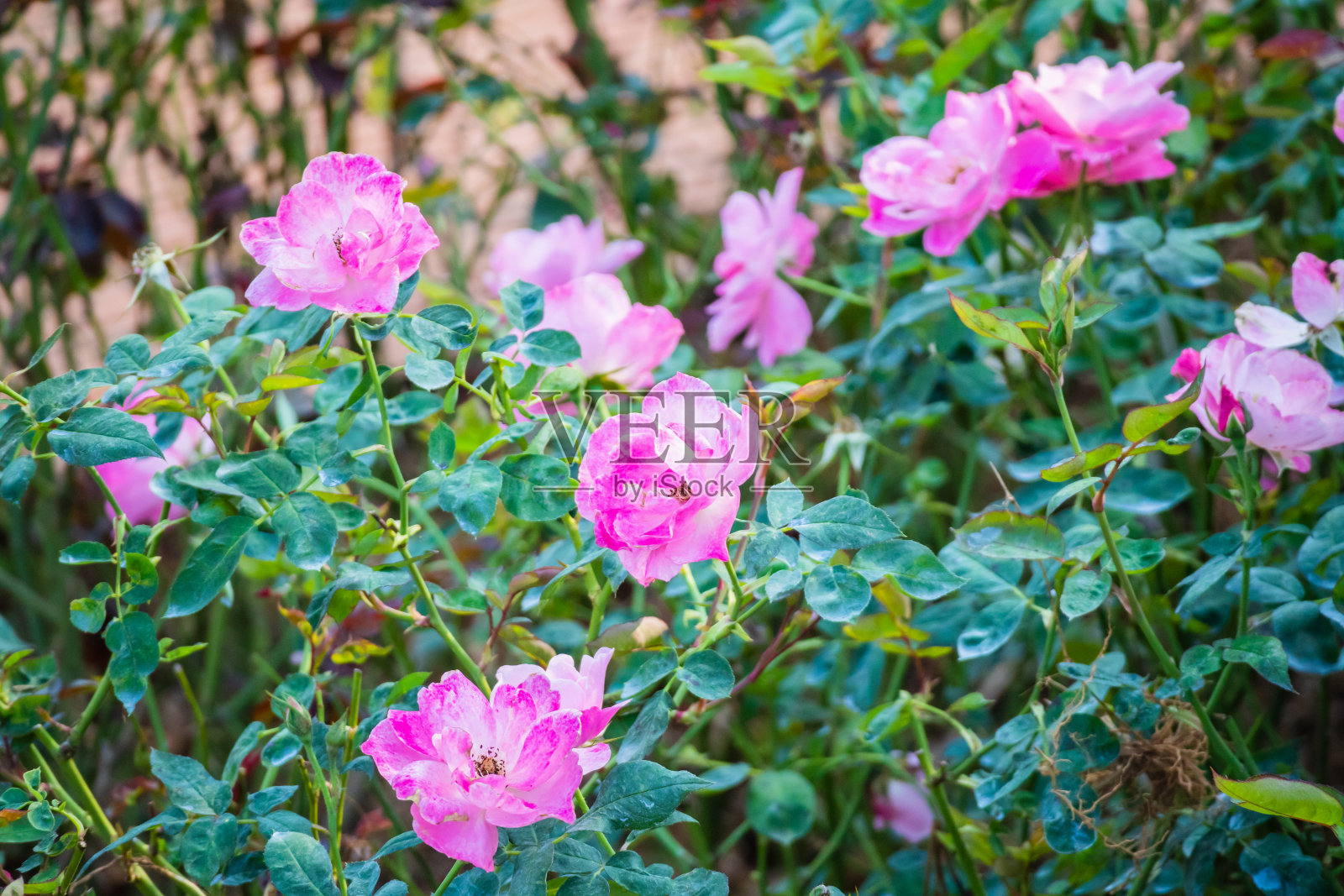 花园里盛开着美丽的粉红色玫瑰照片摄影图片