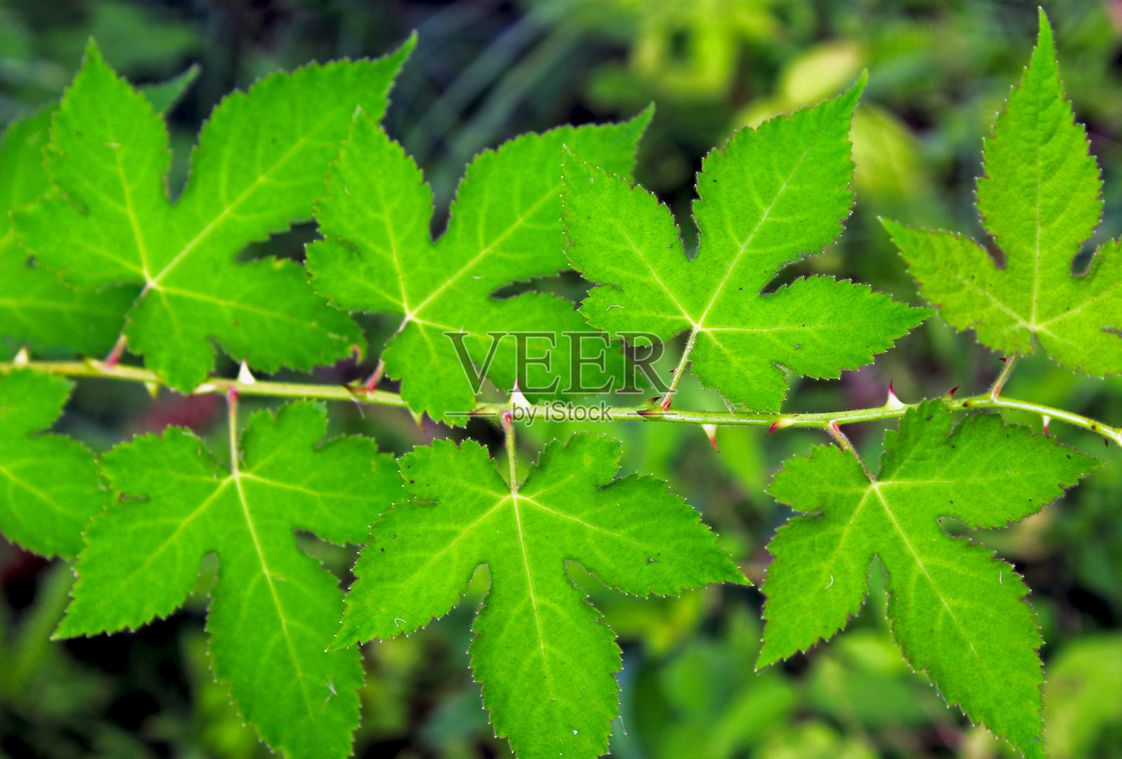 悬钩子的绿叶照片摄影图片