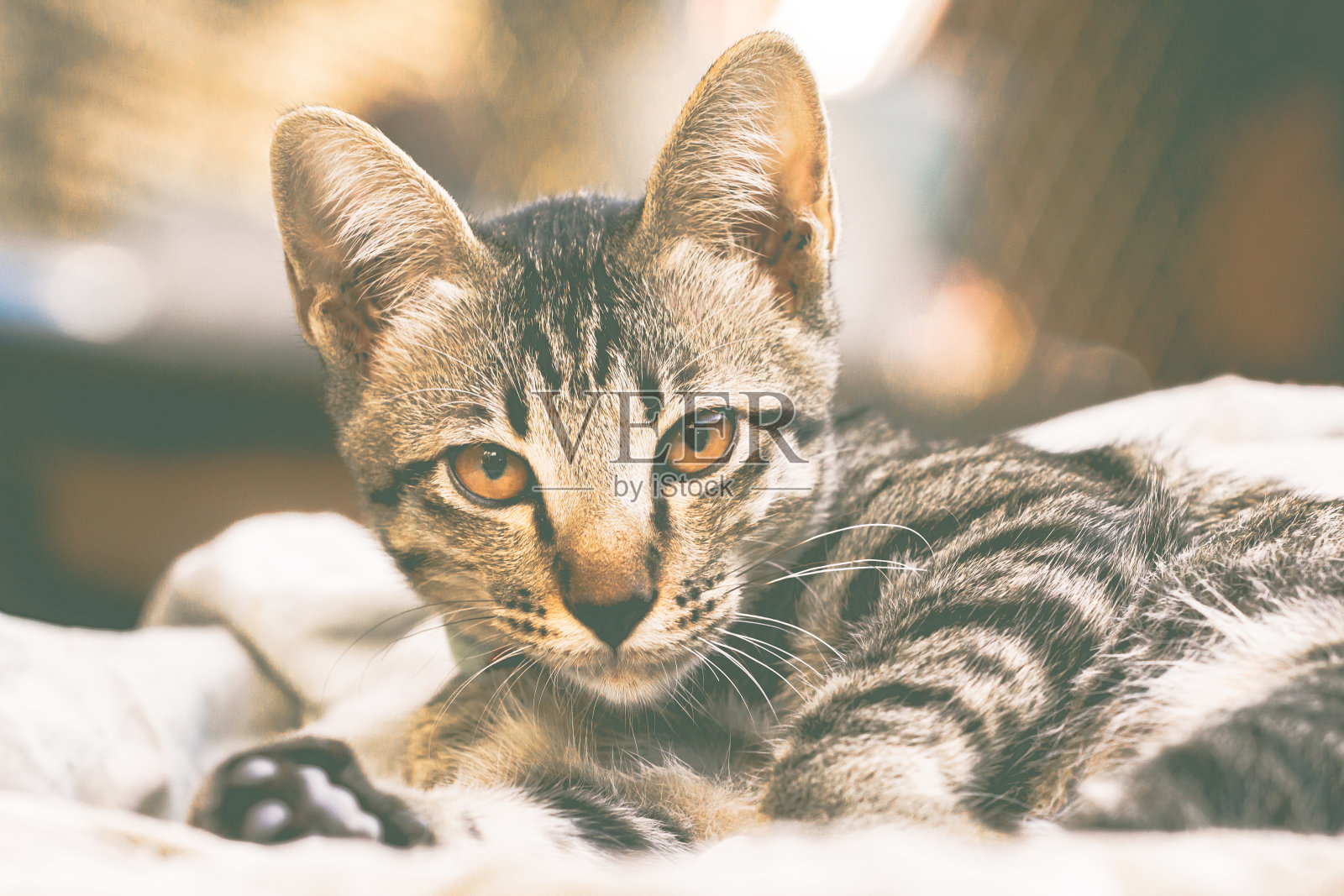 一个灰色的猫的脸在一个复古风格的特写。照片摄影图片
