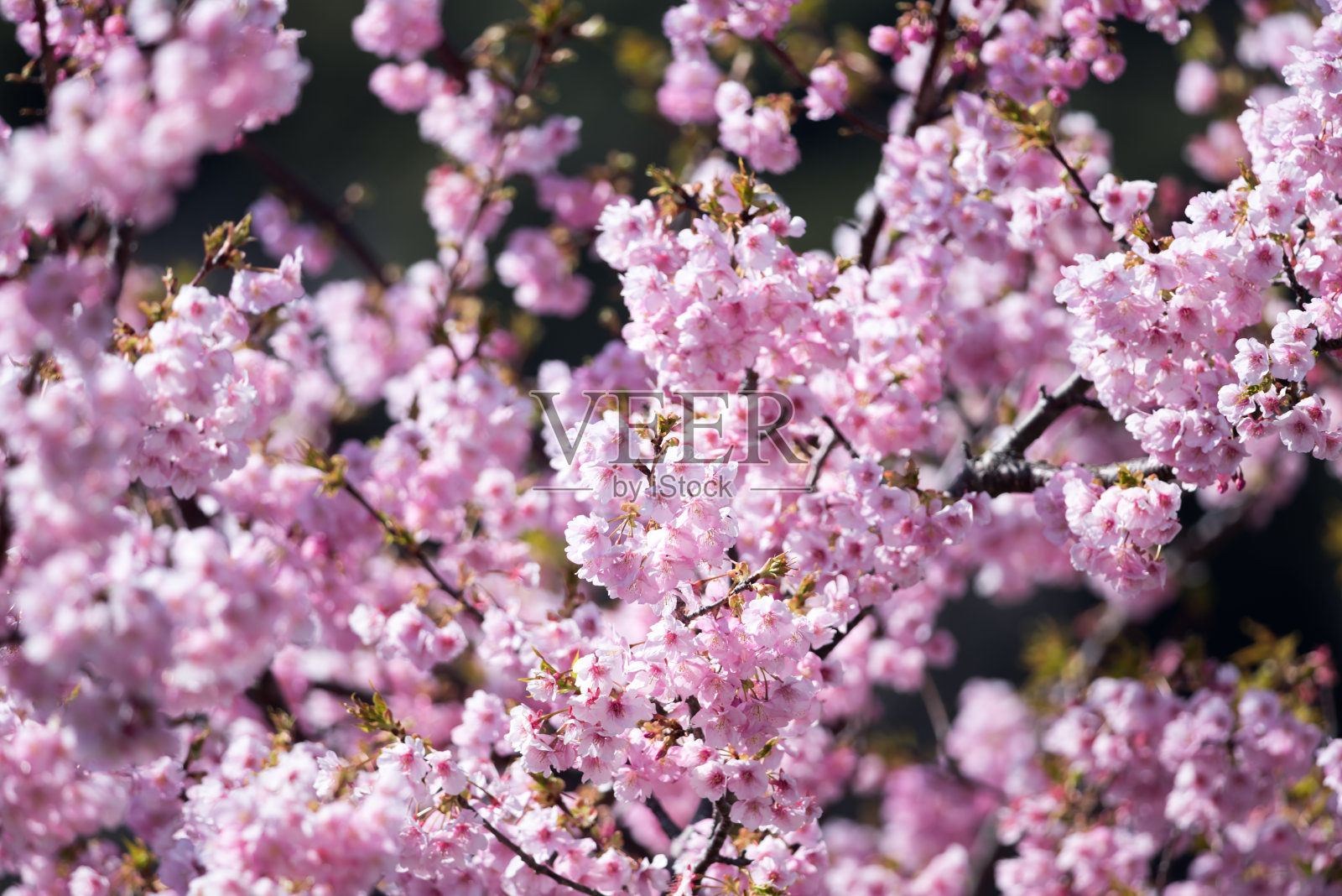 樱花照片摄影图片