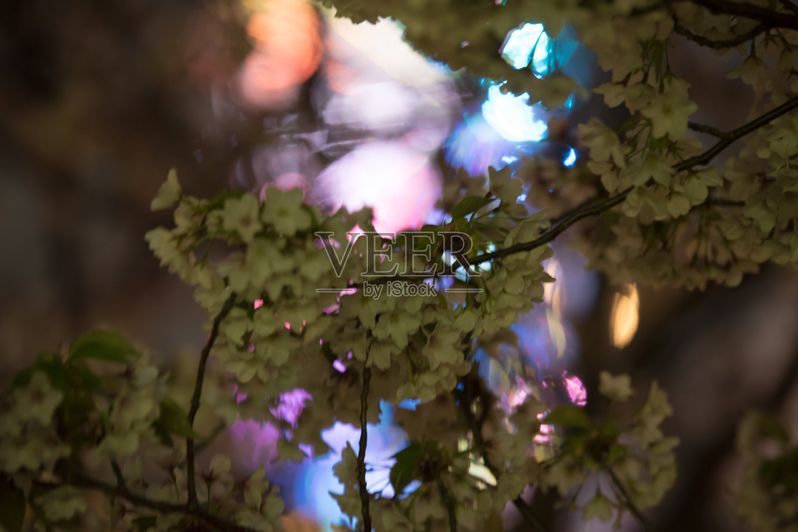 樱花照片摄影图片