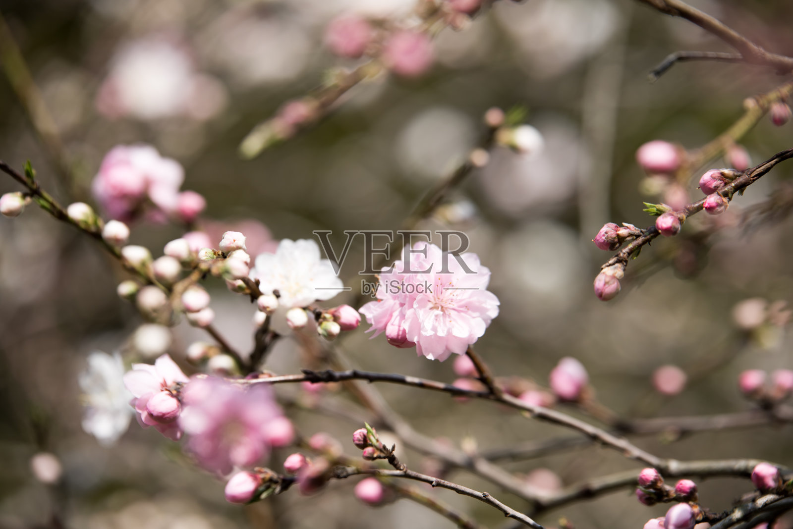 樱花照片摄影图片