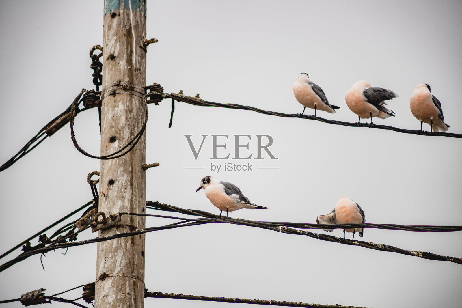 鸟儿在电线上休息照片摄影图片