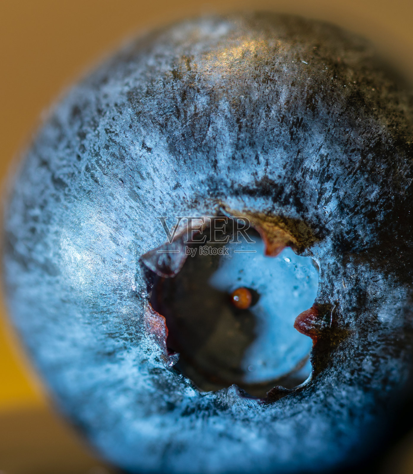 蓝莓的超微距照片，孢子的特写，食物照片摄影图片