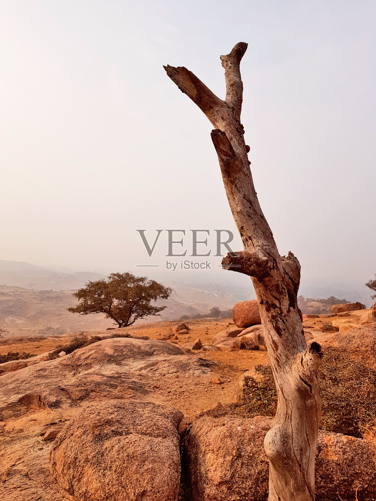 岩石结构和干燥森林照片摄影图片