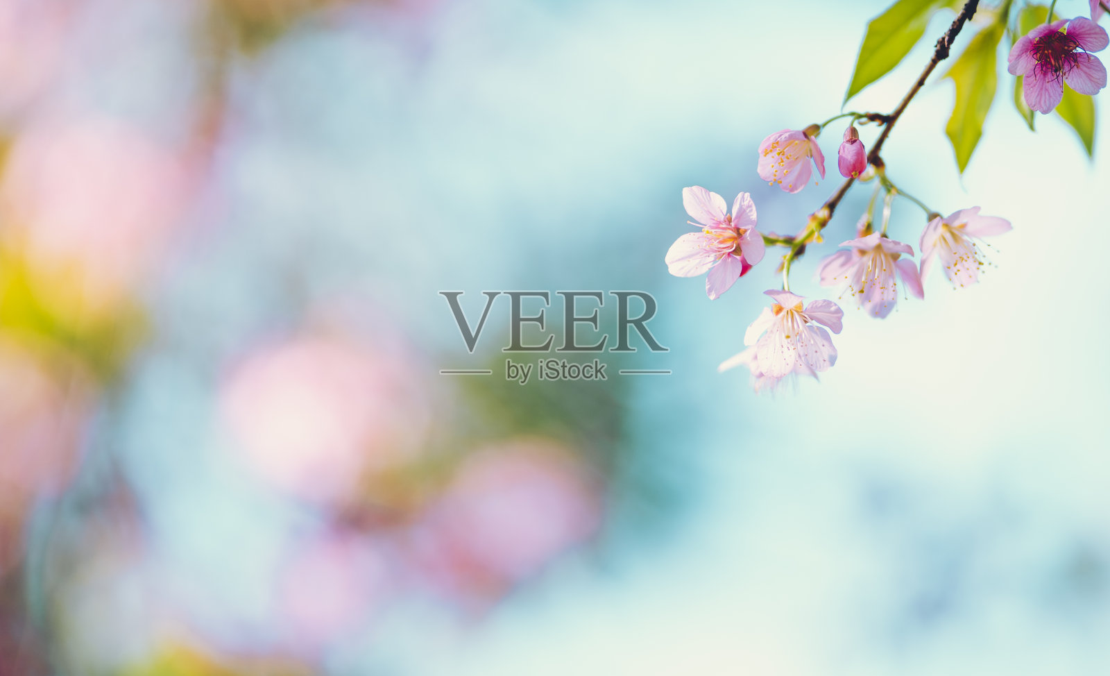 美丽的春天，粉红色的花朵盛开，明亮的天空照片摄影图片