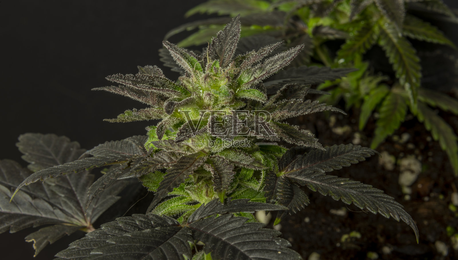 黑色法式曲奇，温室里成熟的迷你大麻花照片摄影图片