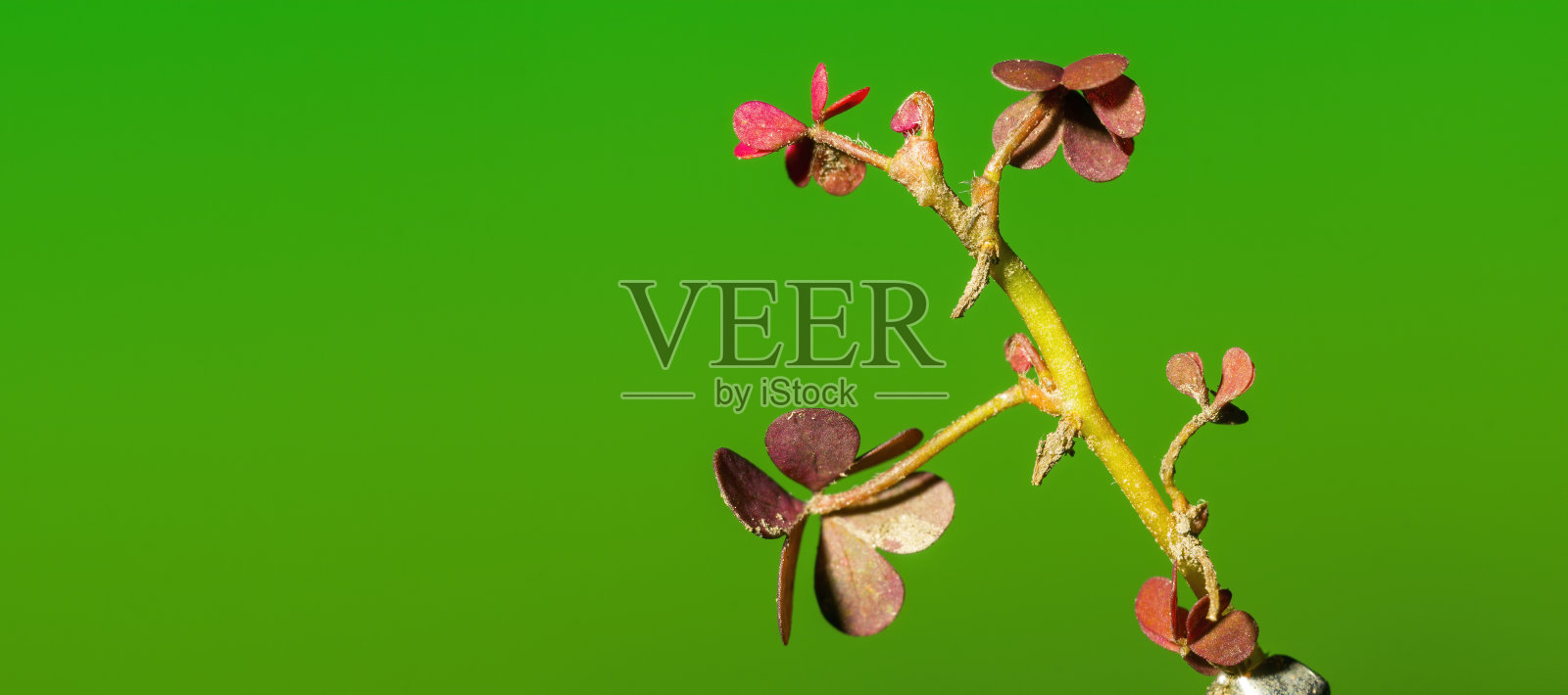 幸运的三叶草在季节性的花园里照片摄影图片