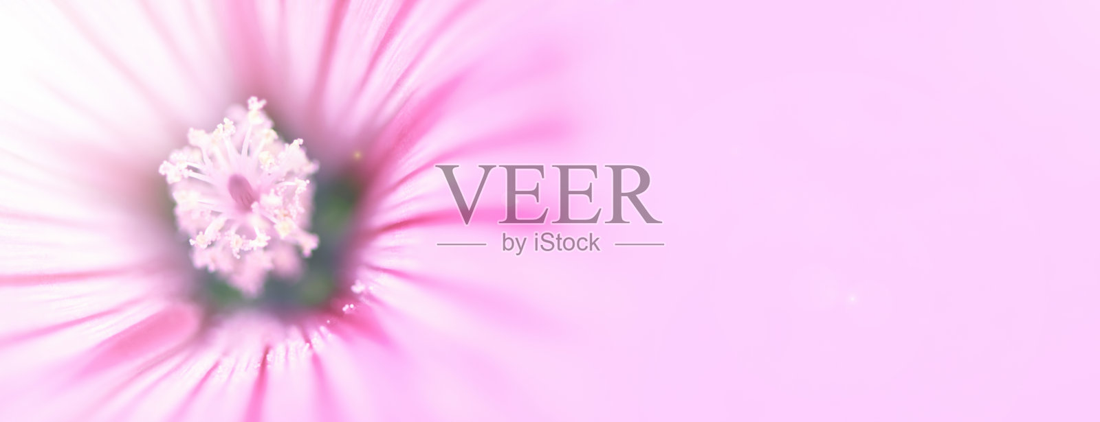 banner。模糊背景：粉色花朵锦葵特写照片摄影图片