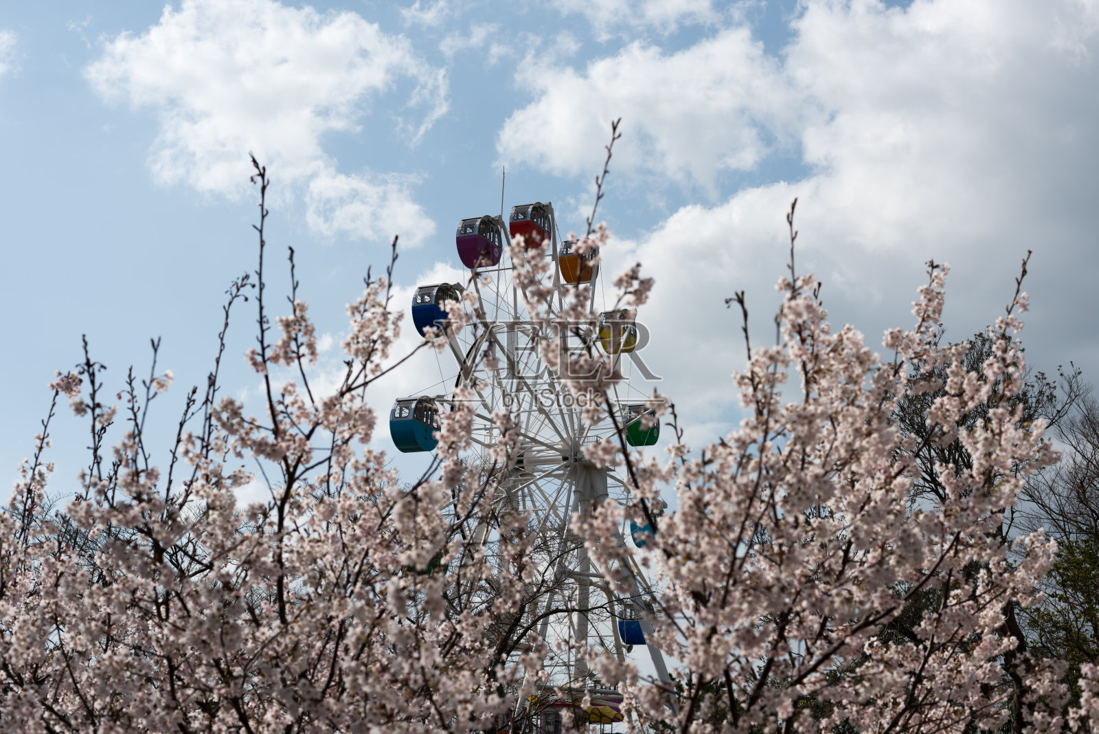 樱花照片摄影图片