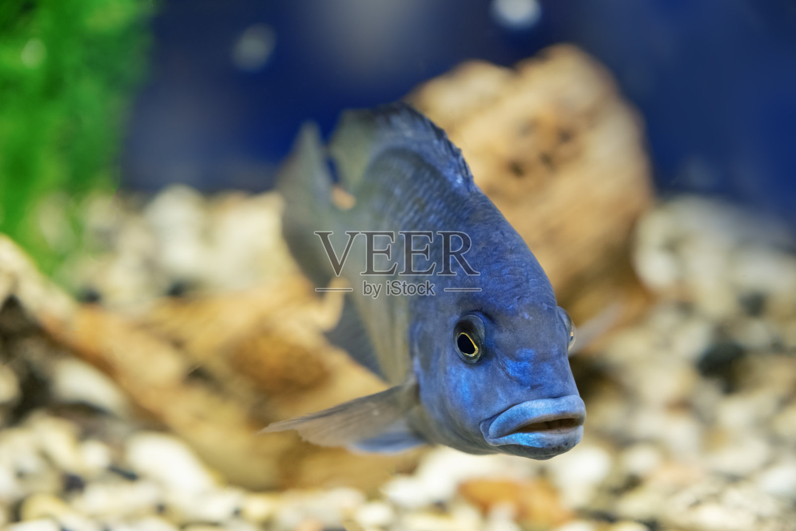 水下的慈鲷科水族馆鱼。奇异的蓝色鱼特写。小的非洲鱼选择的焦点。照片摄影图片