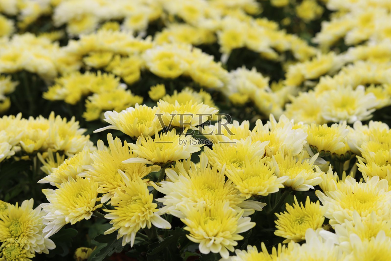 五彩缤纷的大丽花黄花在美丽的花园里照片摄影图片