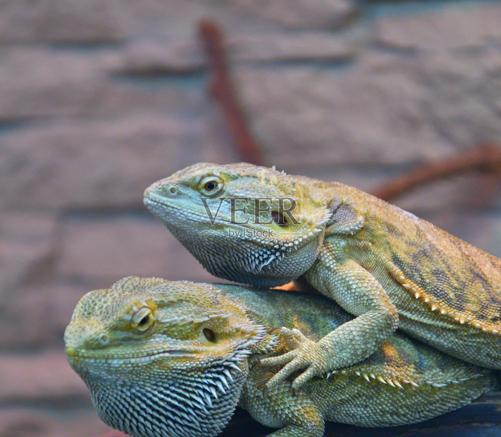带有宗教色彩。Pogona barbata)照片摄影图片