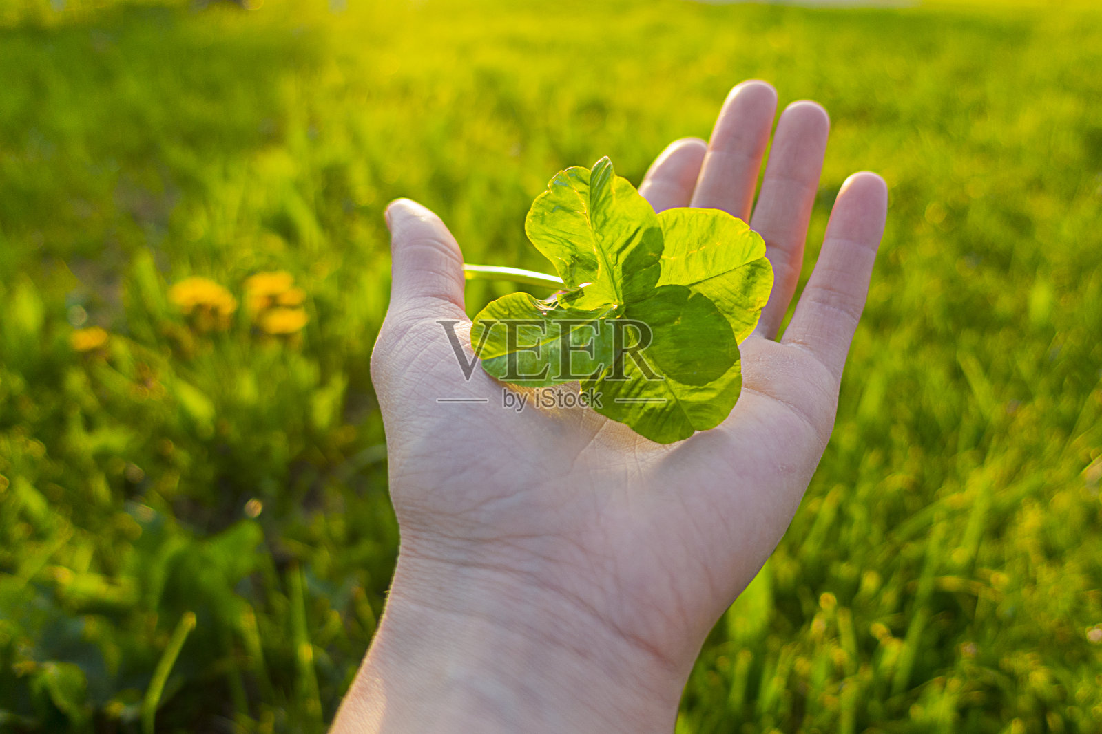 对着绿色田野的四叶三叶草照片摄影图片