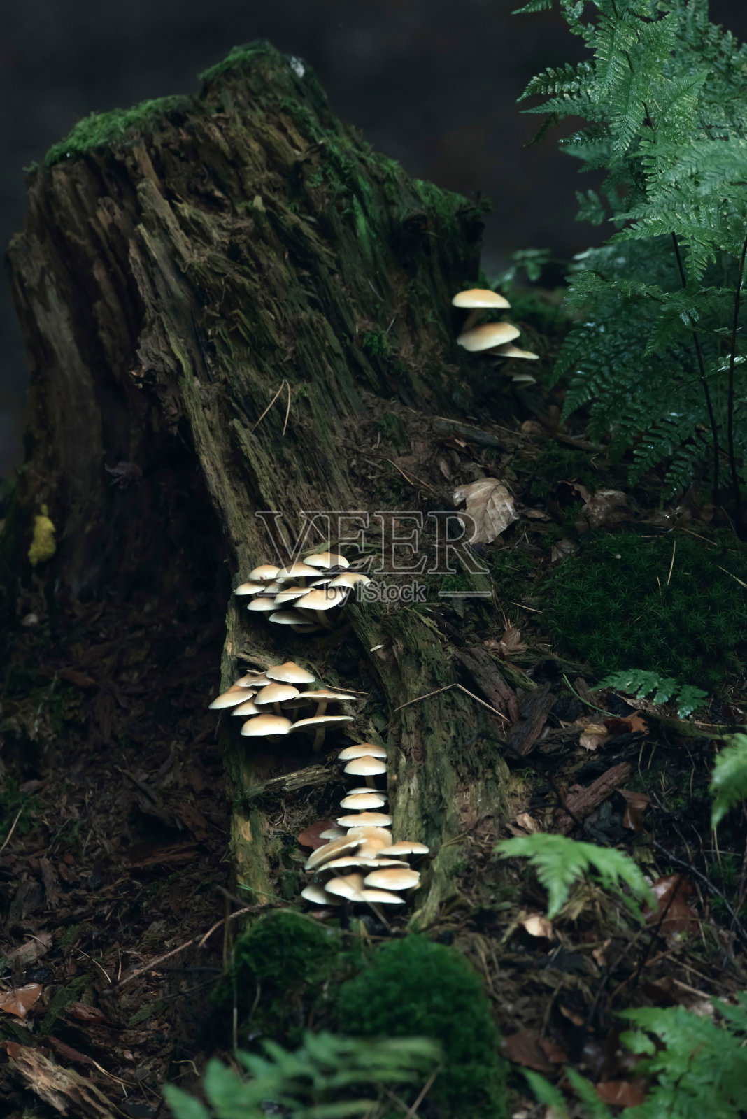 森林中死树干上的白蘑菇。照片摄影图片