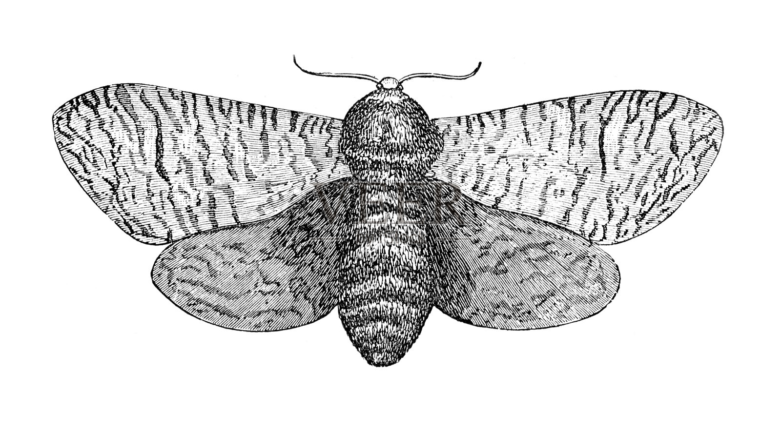 山羊蛾插画图片素材