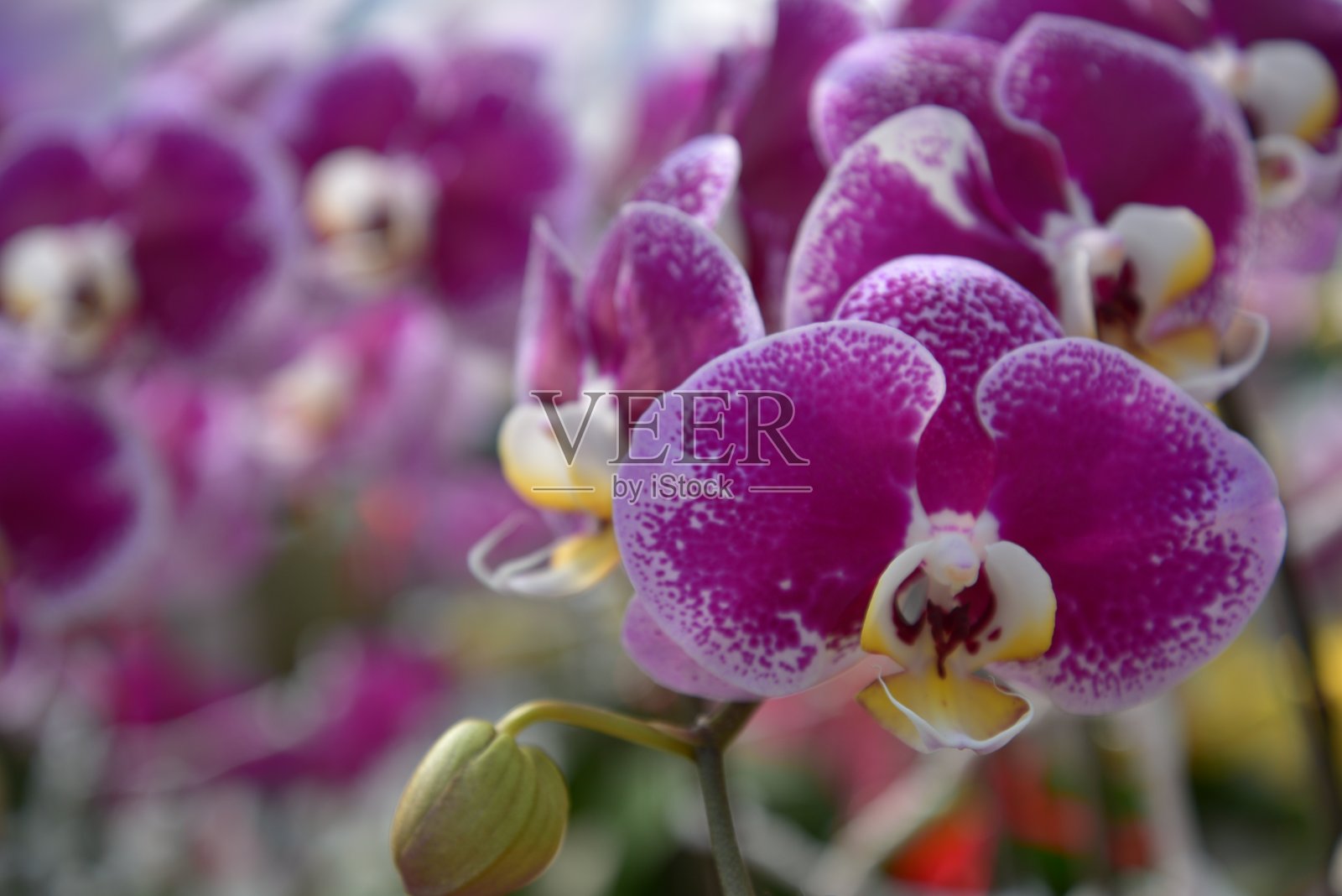 背景是美丽的蝴蝶兰花或蛾兰植物在花园里，照片是在越南新年拍摄的照片摄影图片