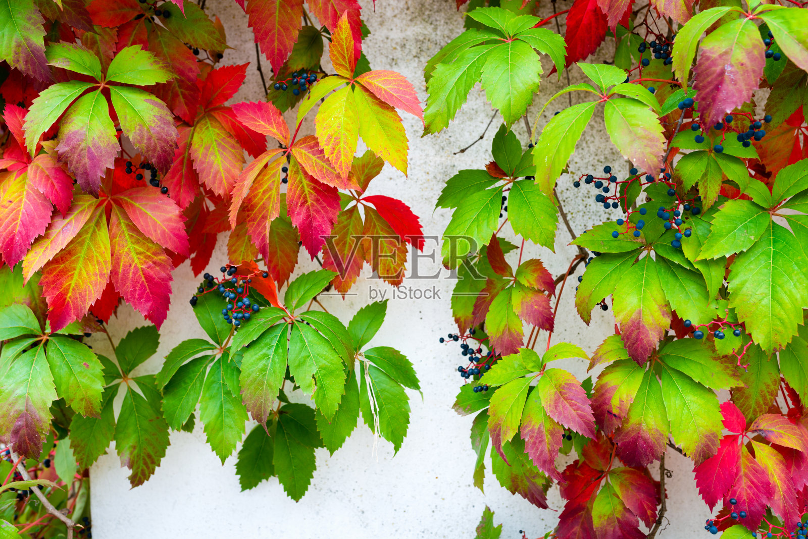 秋天的叶子在白色的灰泥，裂缝的墙壁上照片摄影图片