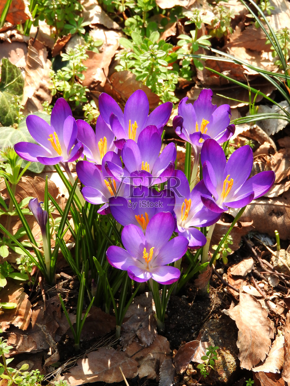 紫色的三角形照片摄影图片