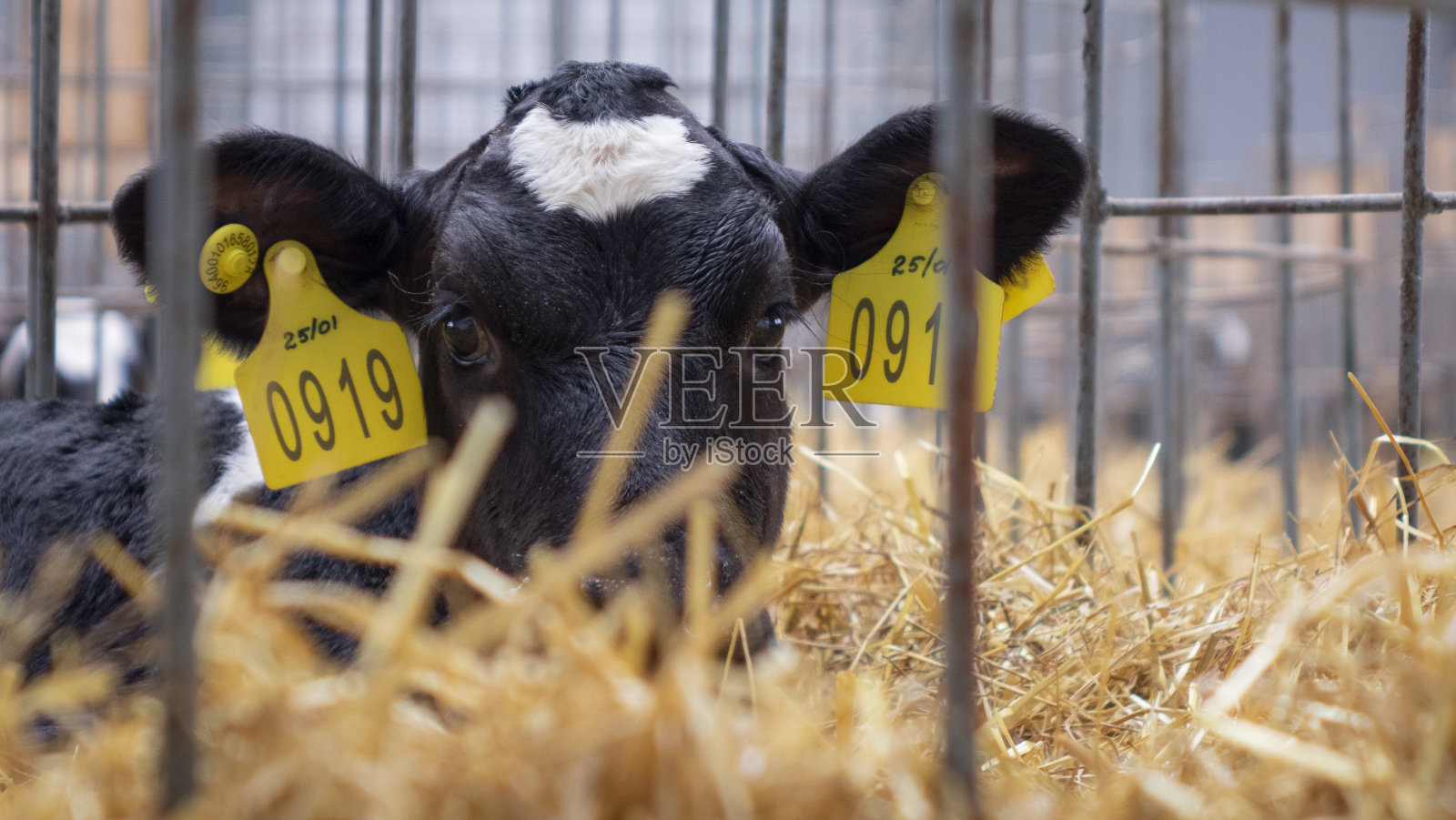 牲畜农场的小牛。在单个细胞内的小牛被隔离。照片摄影图片