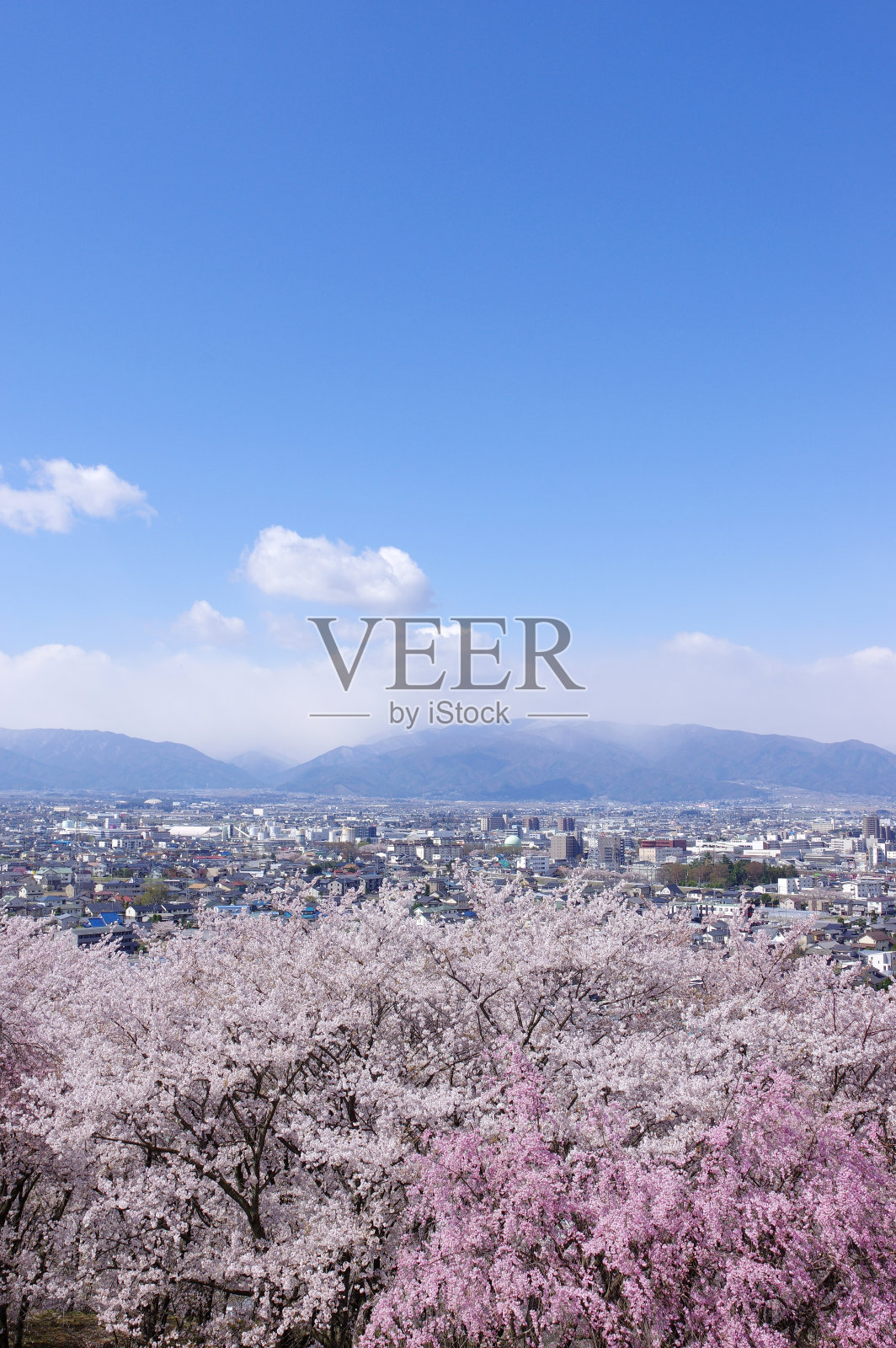 樱花在Kohoyama古坟照片摄影图片