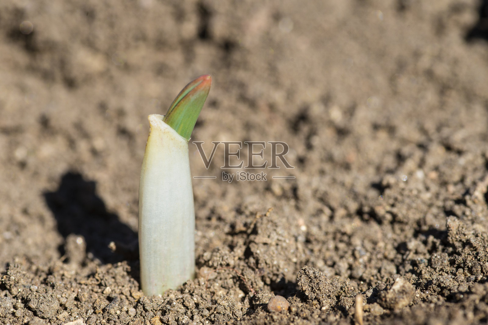 蒜苗生长照片摄影图片