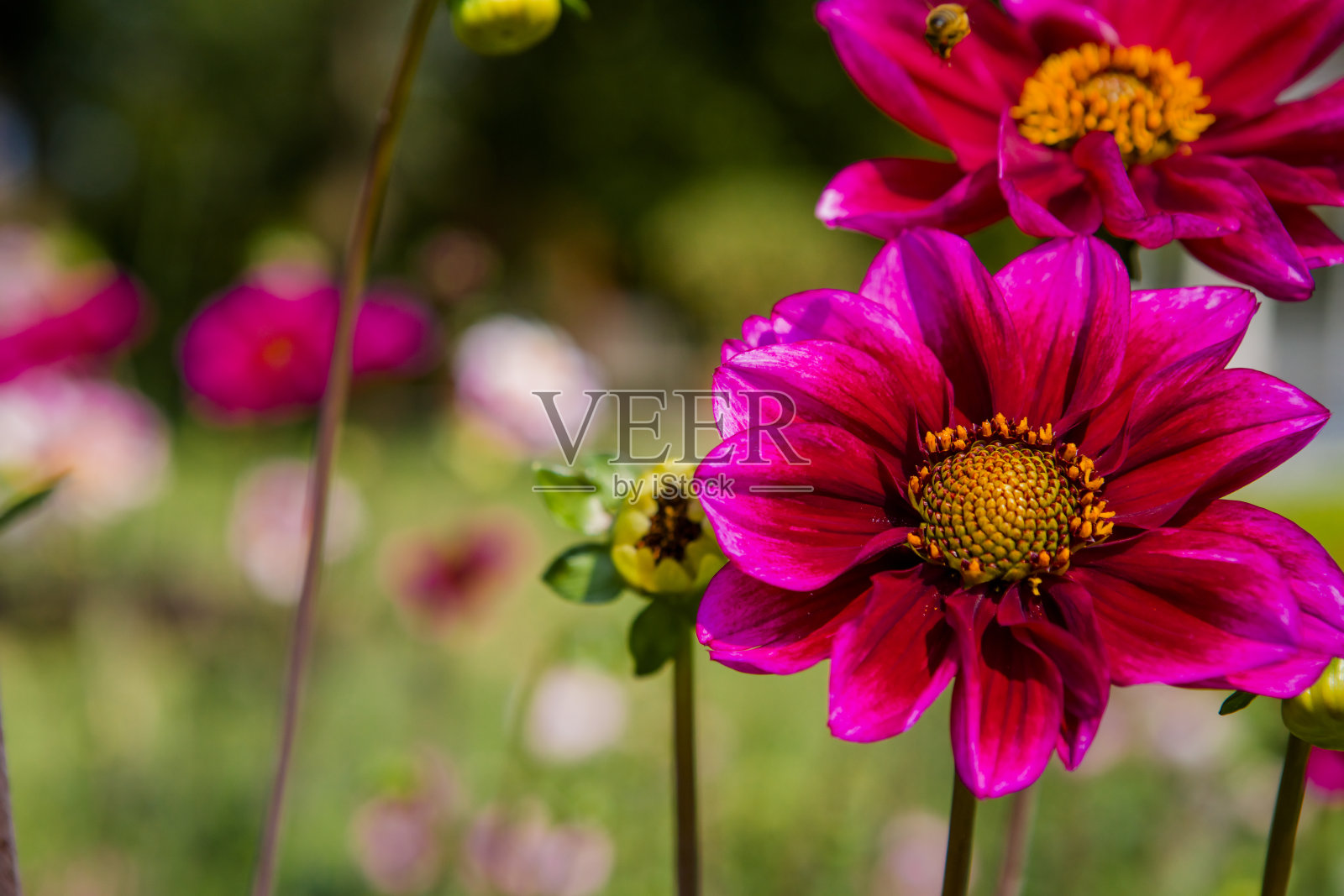 达莉亚，兰达夫的主教照片摄影图片