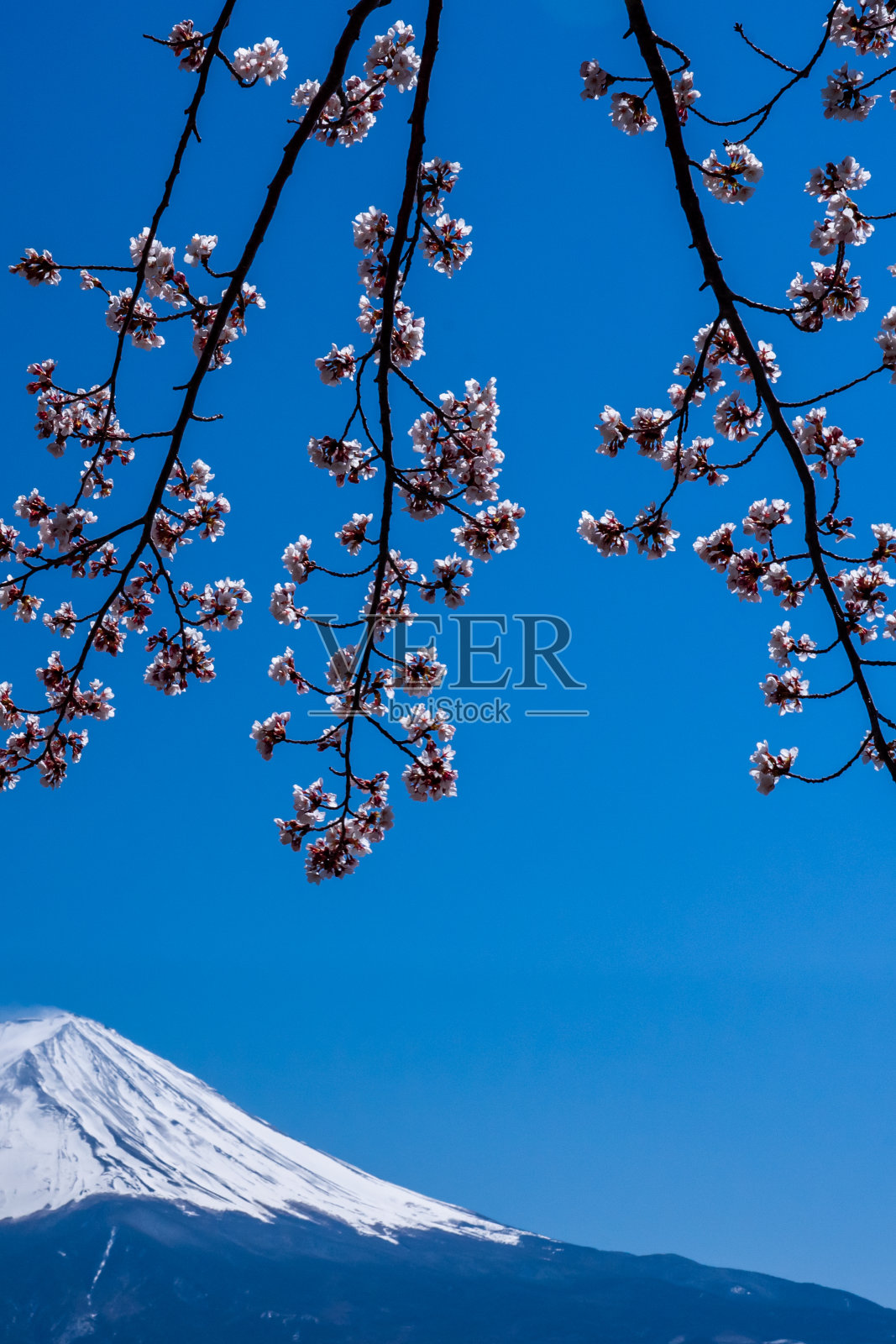 日本富士山上盛开樱花的春天。照片摄影图片
