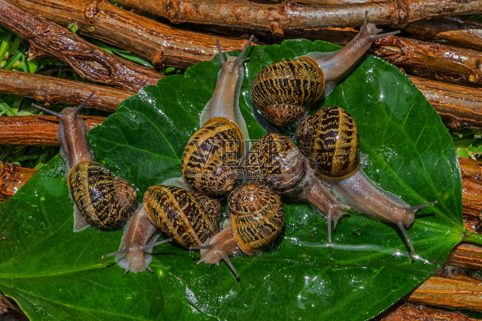 一群吃叶子的蜗牛照片摄影图片
