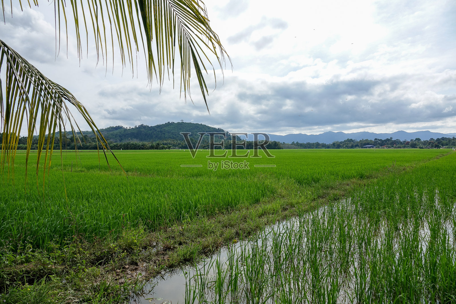 郁郁葱葱的稻田里点缀着蓝天白云照片摄影图片